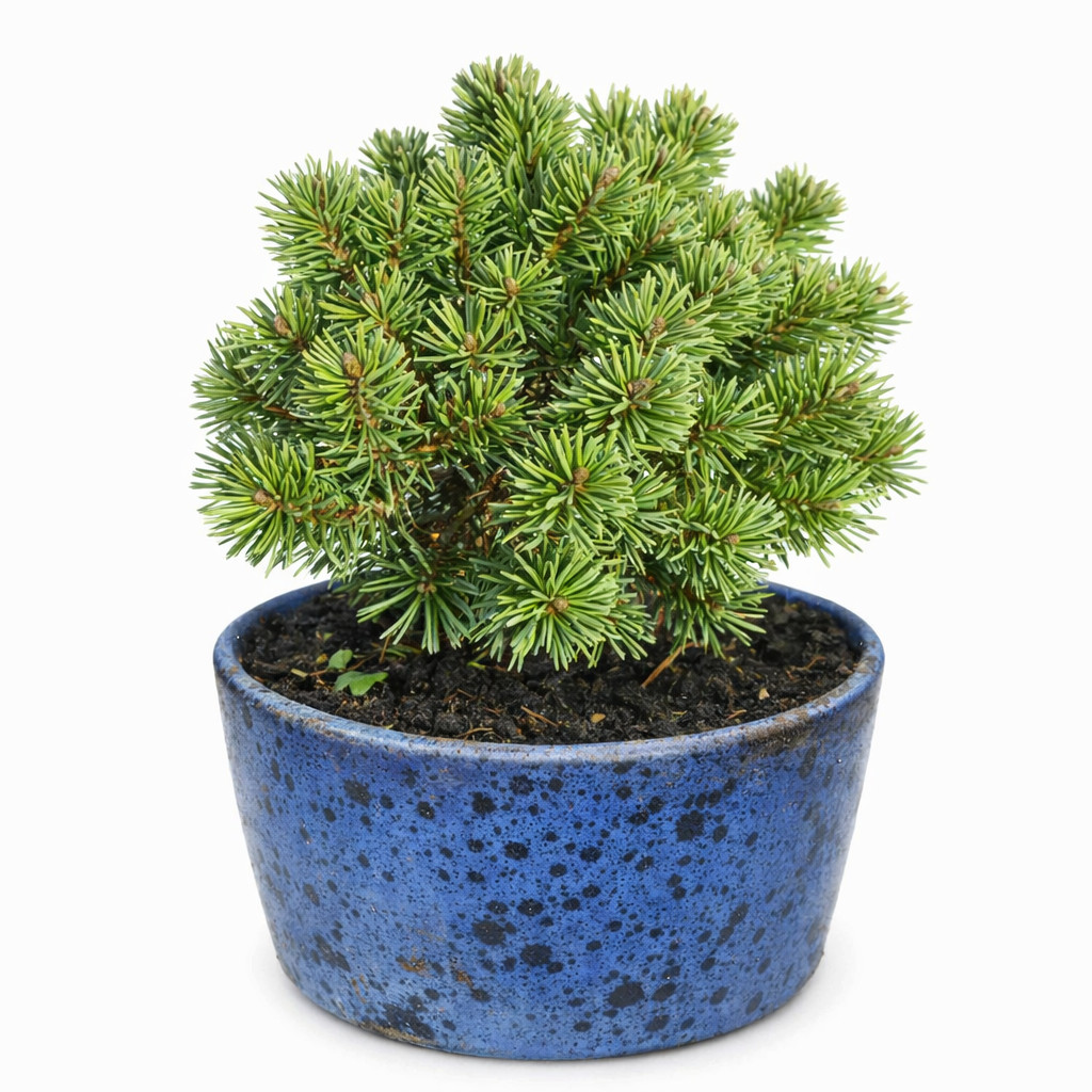 Pinus mugo cv MOPS MEYLAN 10-20cm | Mountain pine | Dwarf pine – Mountain pine |