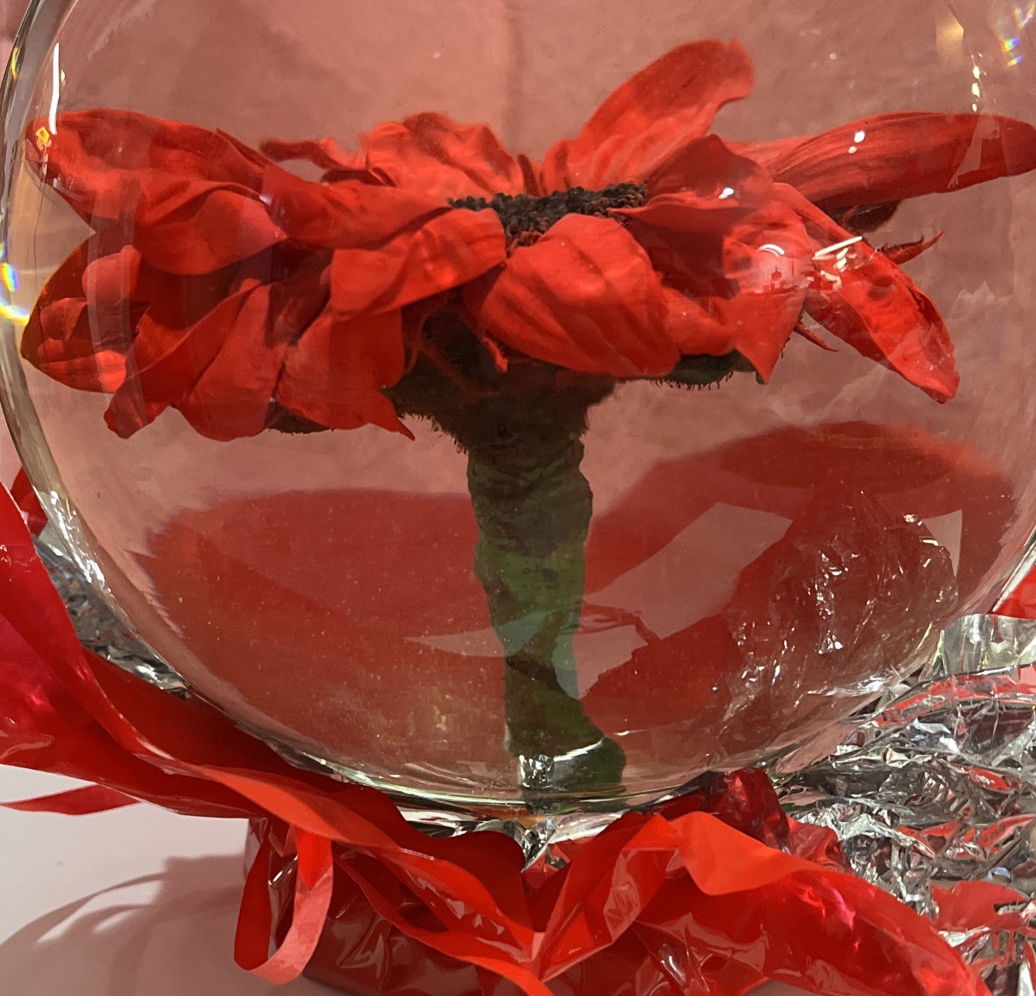 Vtg. Red Eternal Real Gerber Daisy Preserved Ball In Water Dome/Globe; Lg 6”-7”