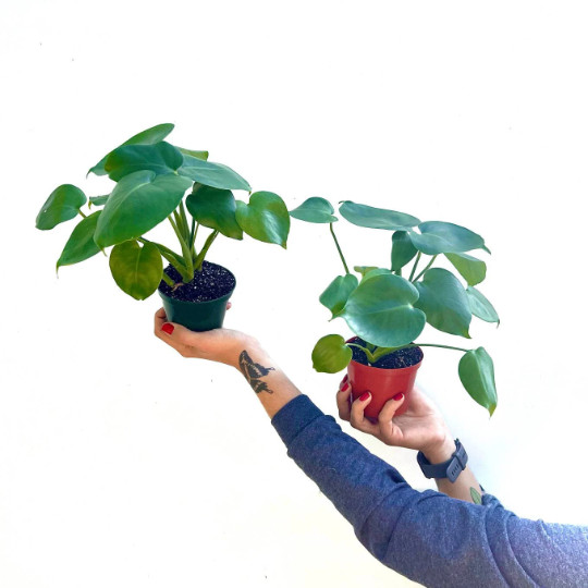 Monstera Deliciosa Tropical Split Leaf Plant in 4″ inch Pot | Indoor and Outdoor