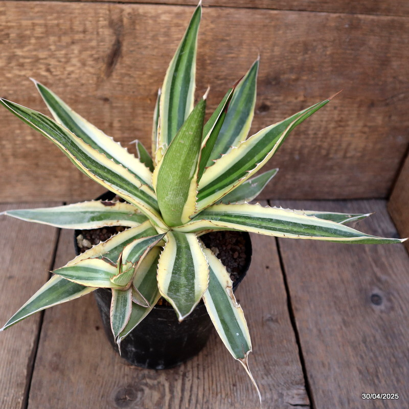 D2131 AGAVE LOPHANTHA TRICOLOR pot14-H23-W31 cm MaMa Cactus