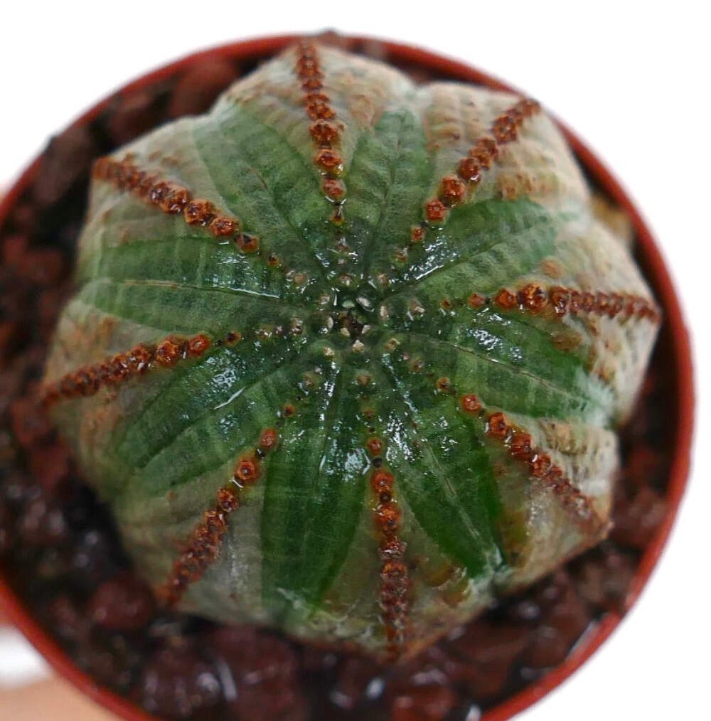 Euphorbia obesa GREEN-BROWNISH F89ZZ – Baseball plant | Round spurge