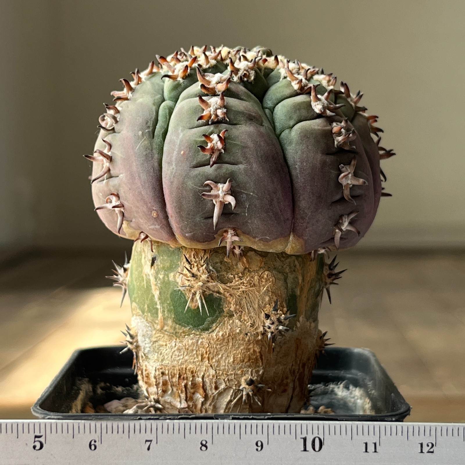 A4-2033 Cactus valdezii, grafted