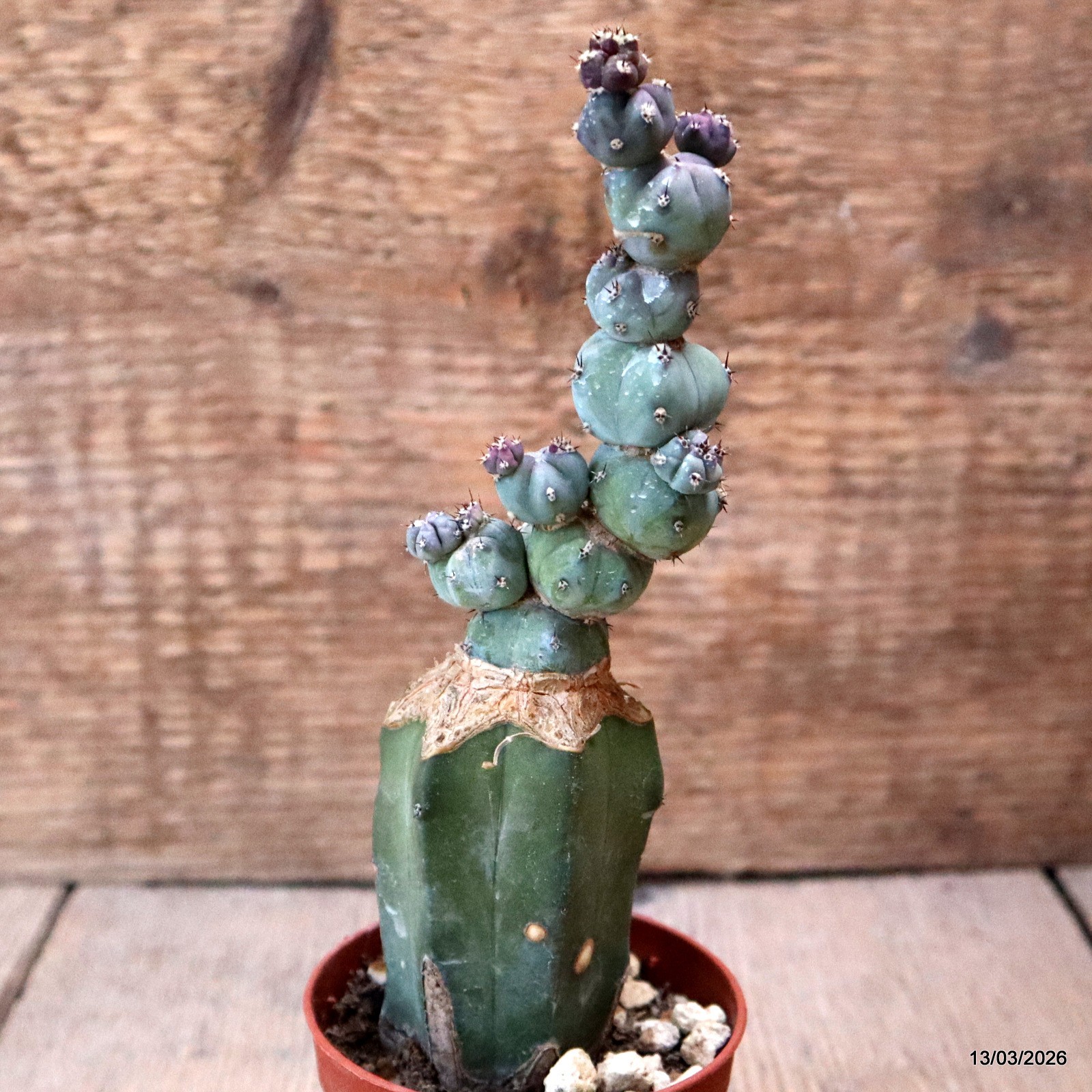 D7992 MYRTILLOCACTUS GEOMETRIZANS STACKER MONSTER GRAFT. pot6,5-H16-W4,5 cm MaMa