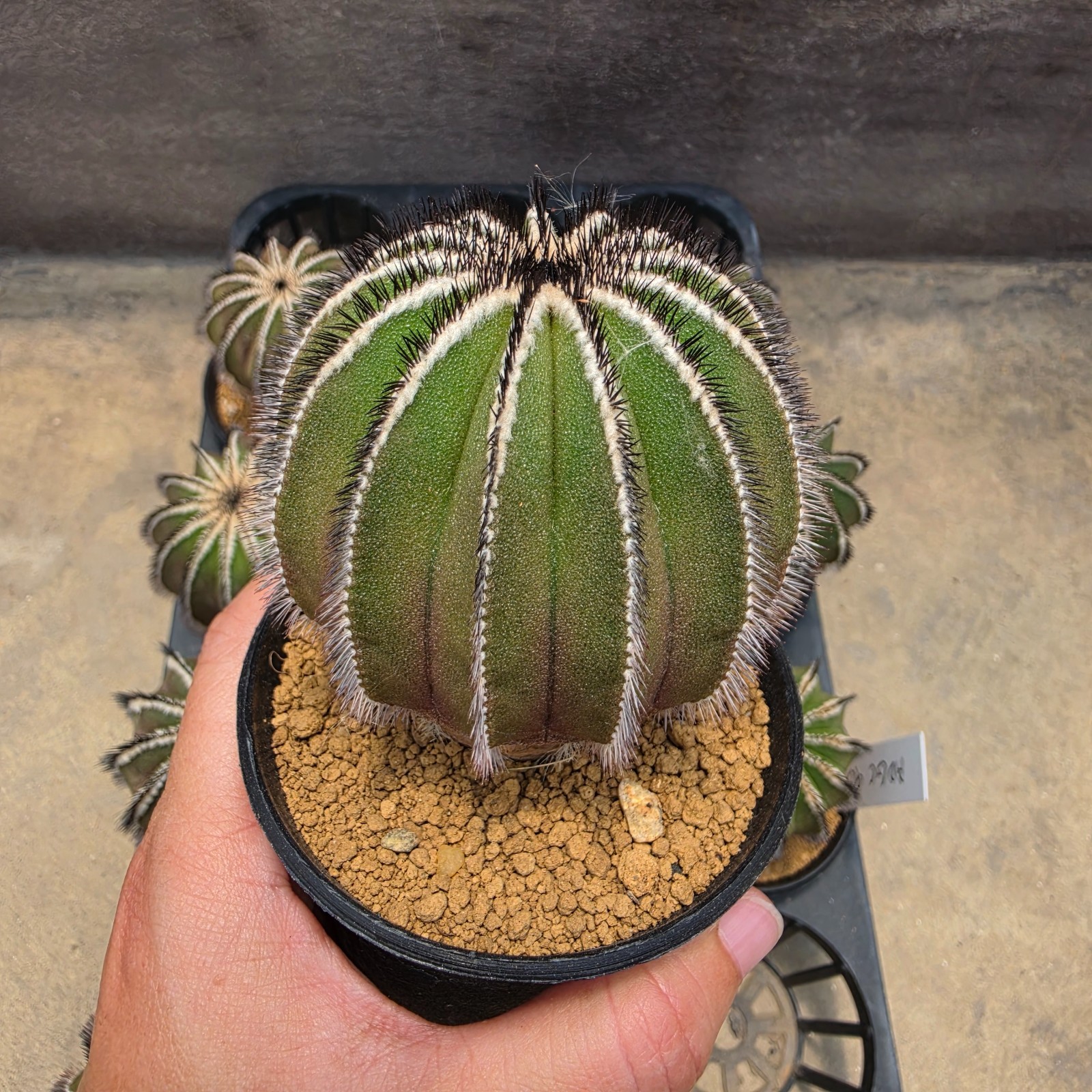 DE13: Uebelmannia pectinifera (L)