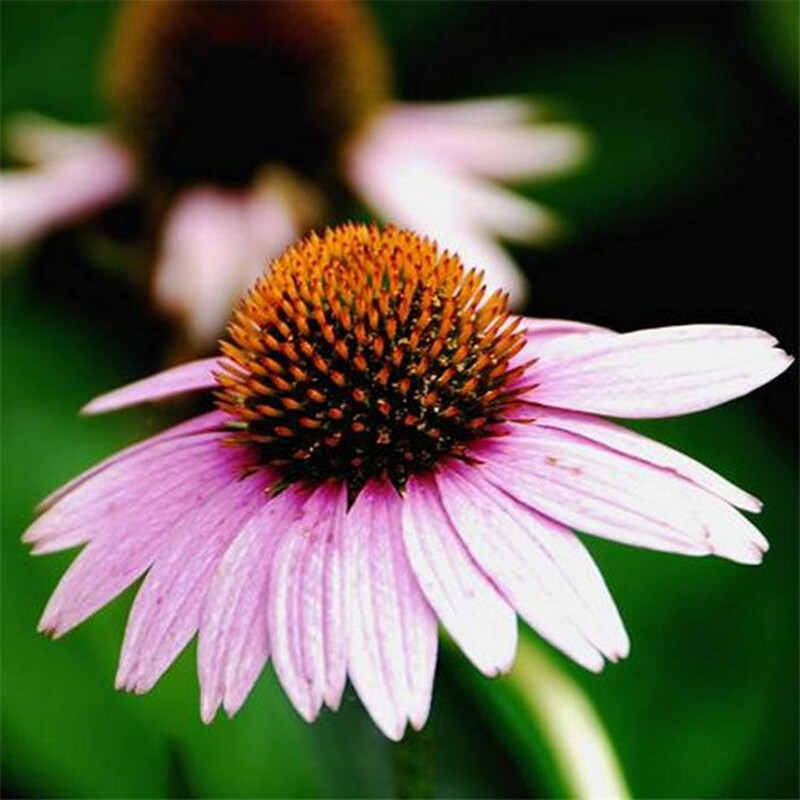 200Pcs Lovely Timeless Heirloom Organic Purple Echinacea Coneflower Seeds