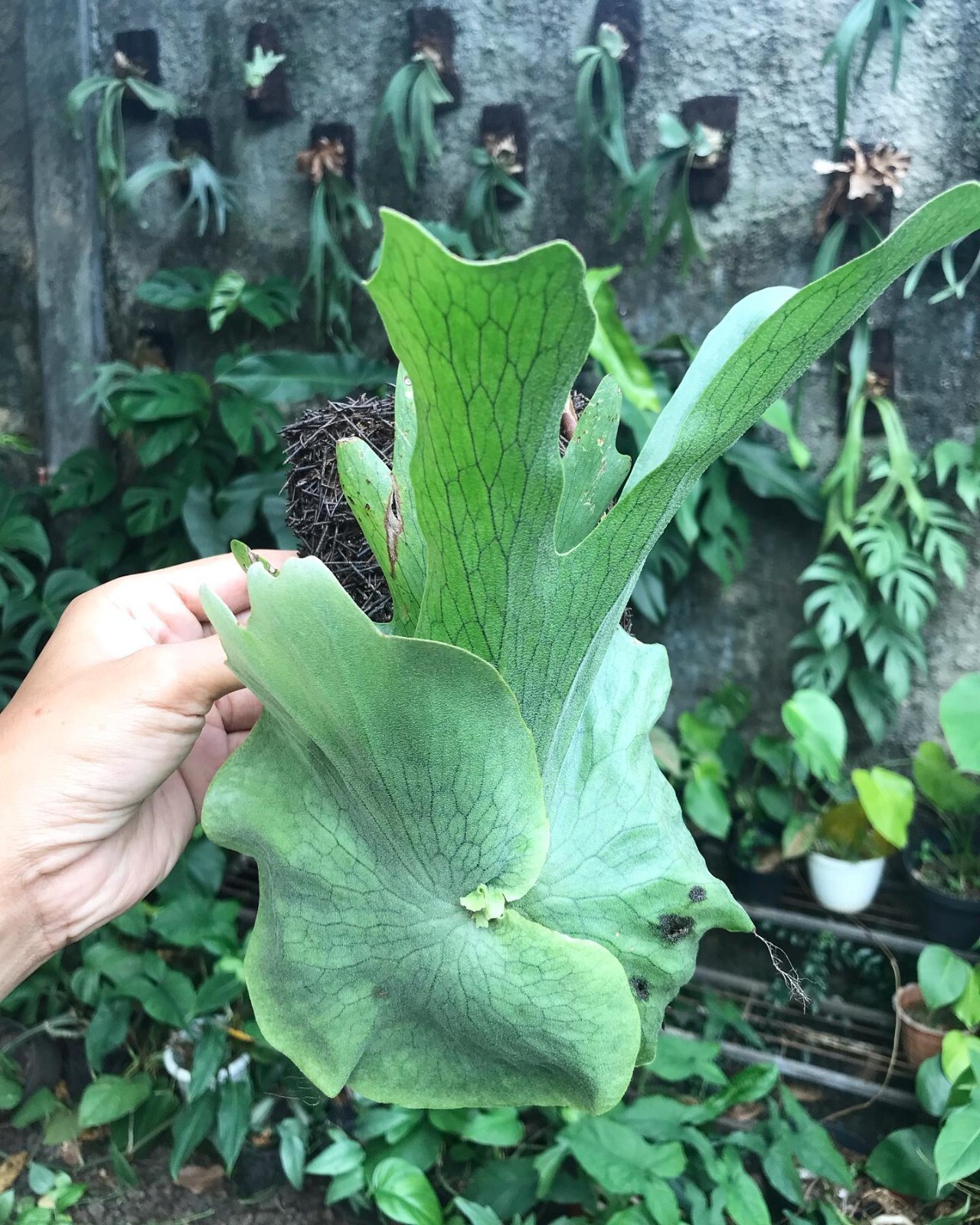 Platycerium Wandae papua sp + Phytosanitary Cert