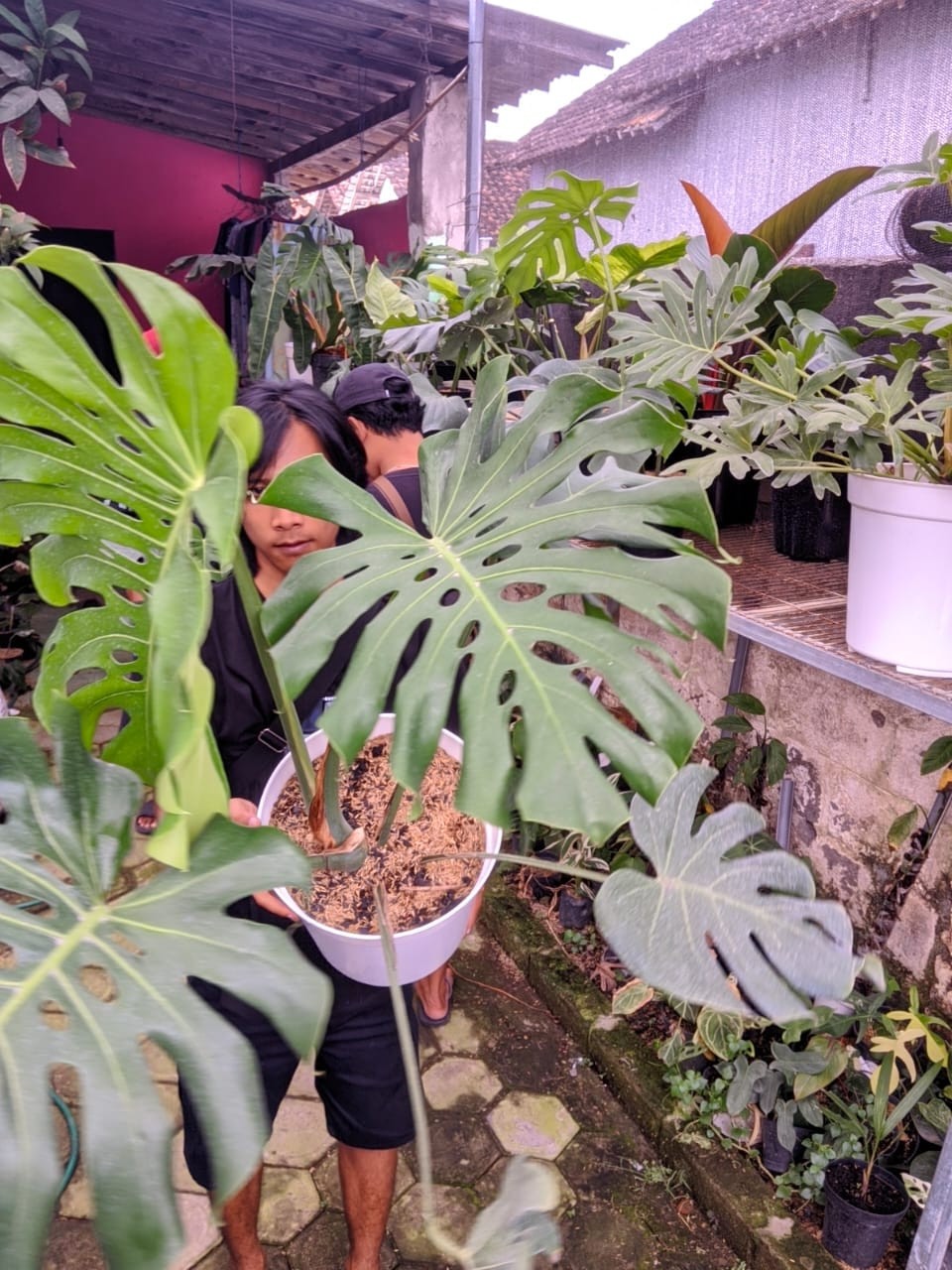 Monstera Deliciosa Very Green Beauty Super Big Size Mature Real Picture