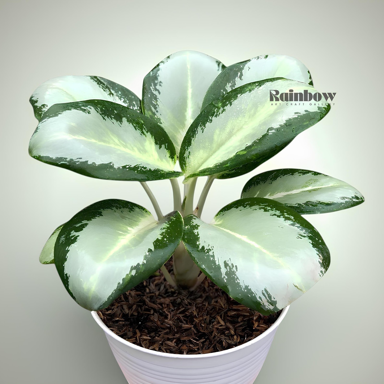 Aglaonema Green Bowl Beatiful Ornamental Plant