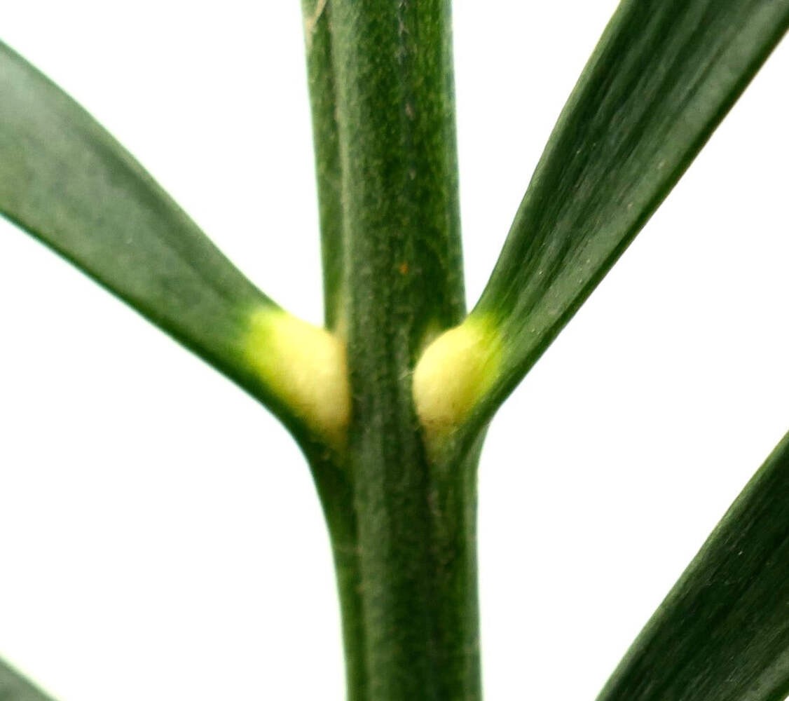 Macrozamia mountperriensis (Mount Perry, Quuensland, AUSTRALIA) – Mount Perry cy