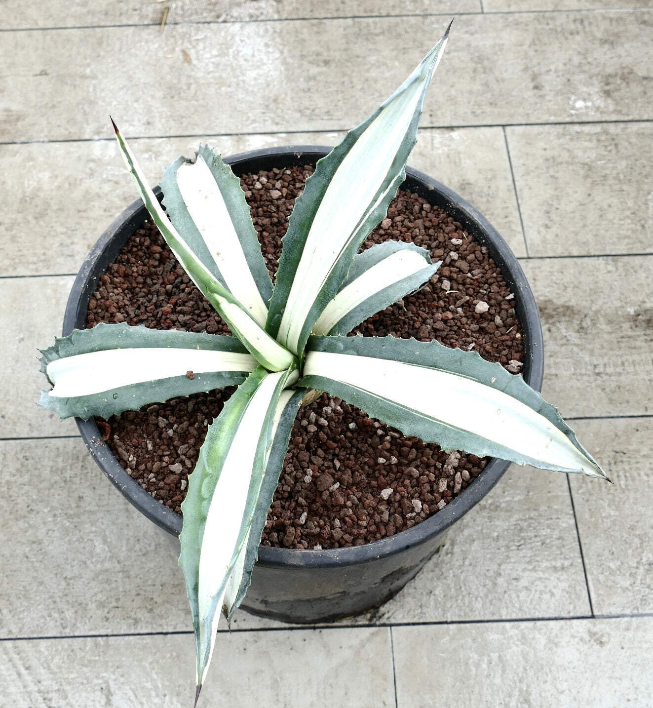 Agave americana MEDIOPICTA ALBA WHITE VARIEGATED 31cm – Century plant | American