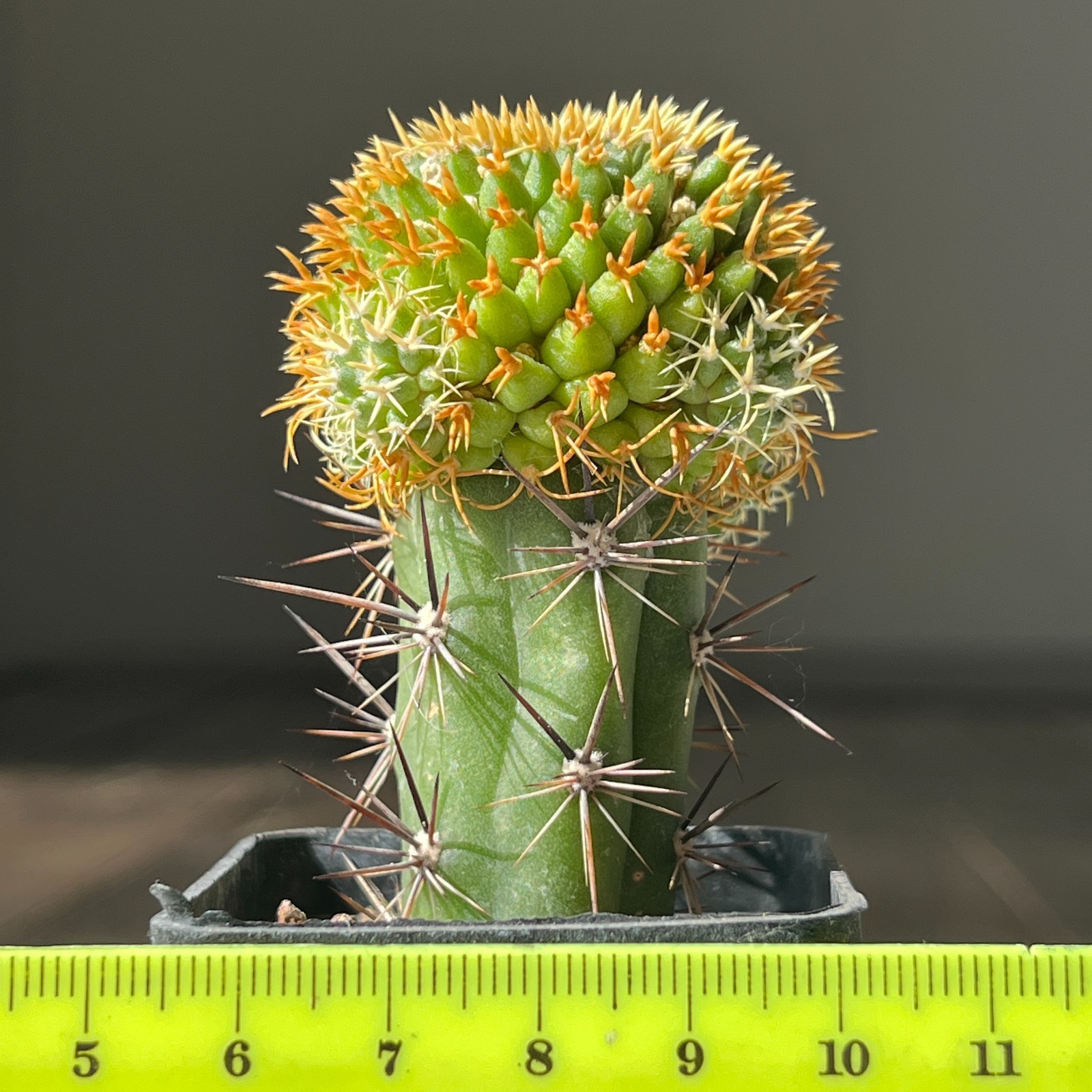 A2-51 Mammillaria comptotricha cv. “BRU”, grafted