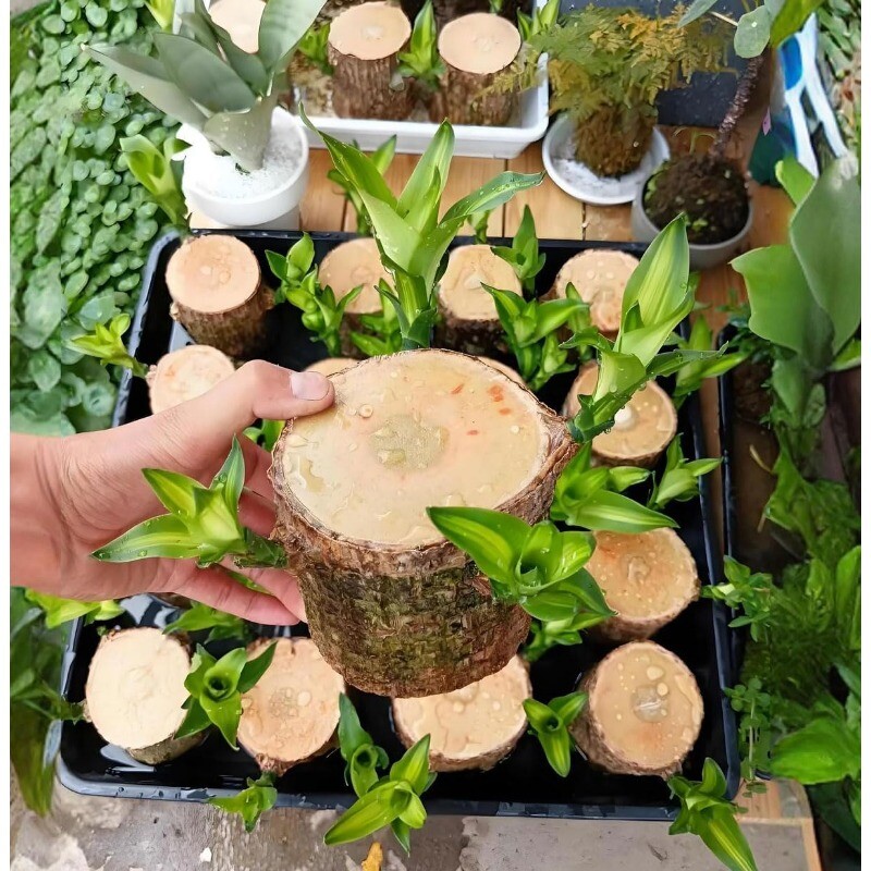 A Set of Green Plant Brazilian Wood Water Raise Lucky Wood Potted Tree Indoor US