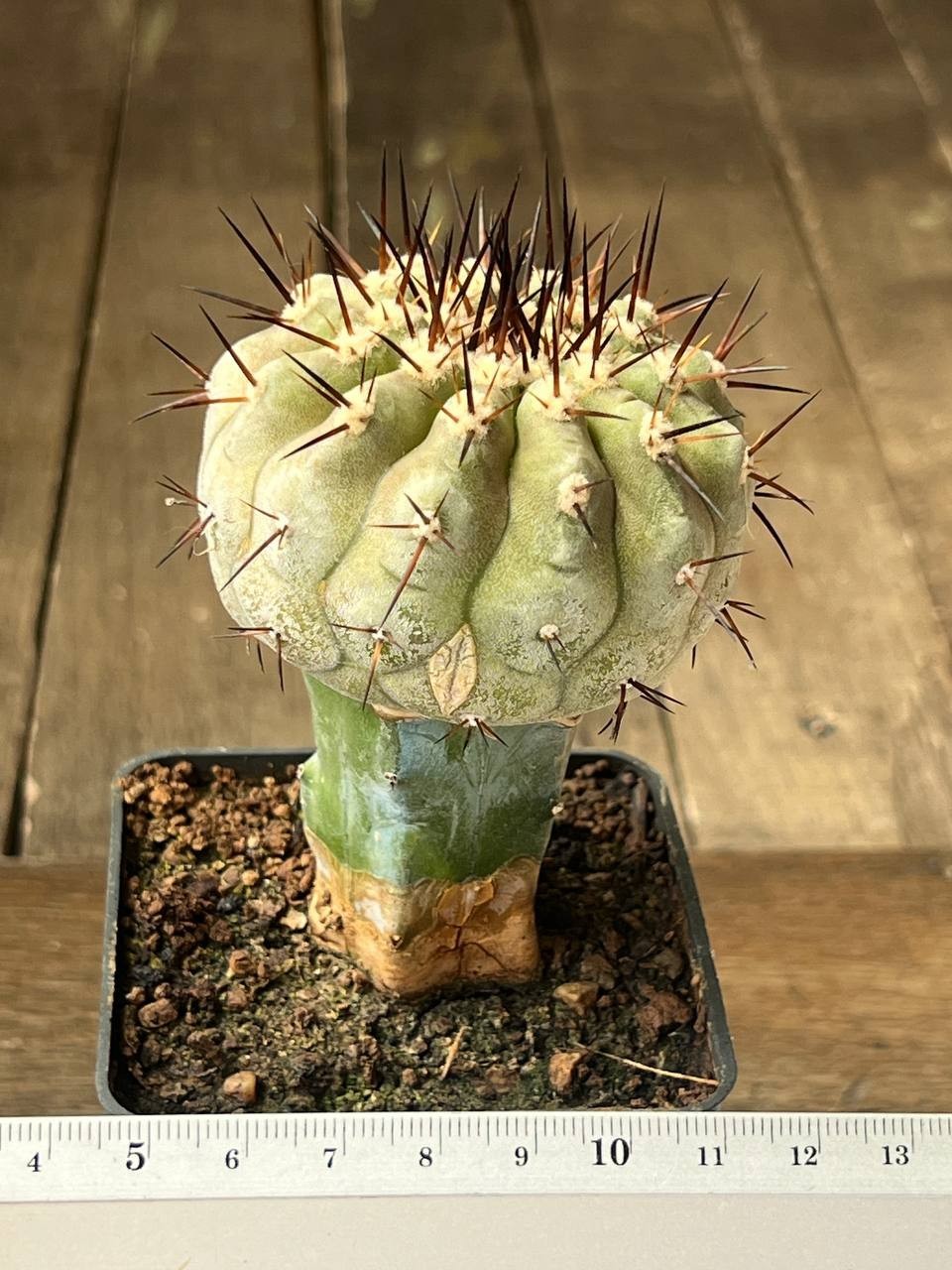 A44-2051 Copiapoa columna-alba, CS29, Esmeralda, Ant, grafted