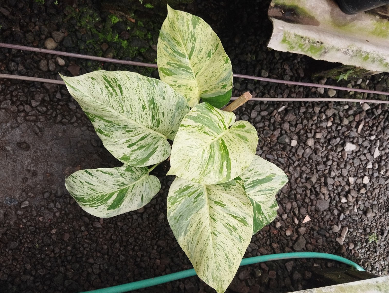 Philodendron Marble Queen Variegated Real Picture Big Leave Free Phitosanytari