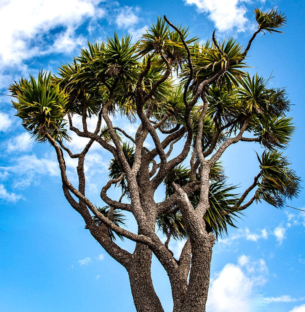 Dracaena cordyline –