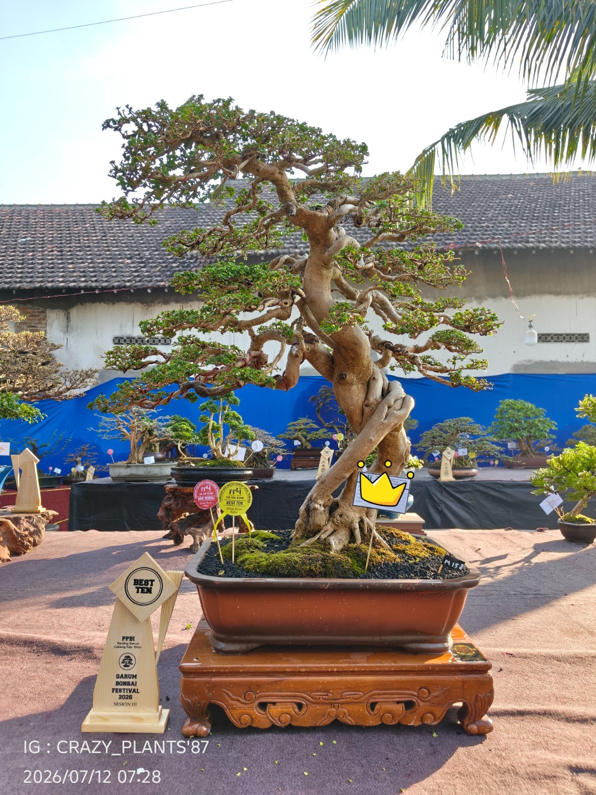 Premna Microphylla Bonsai Tree – Large – Extreme Trunk – Exhibition Tree ✅