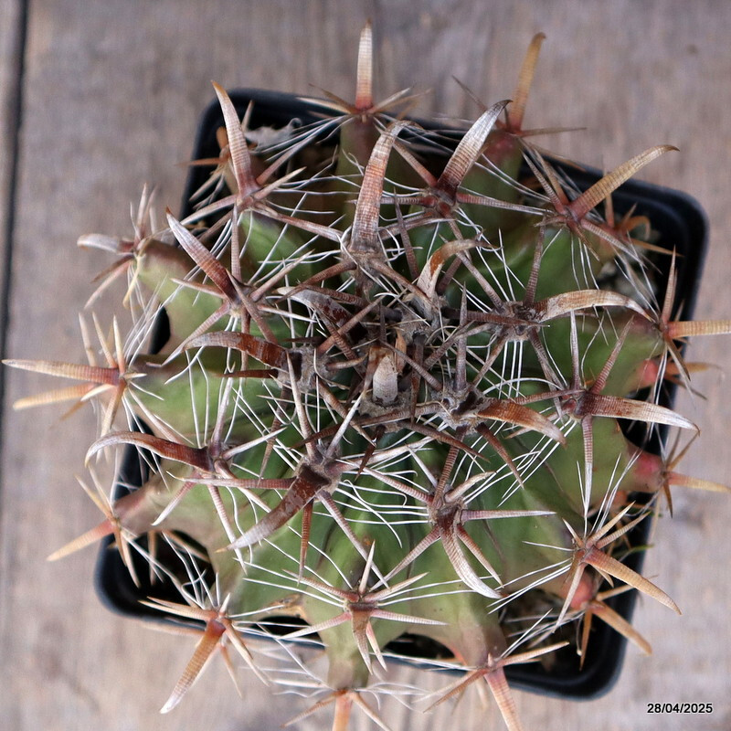 A2015 FEROCACTUS HORRIDUS LONGISPINUS pot12-H11-W14 cm MaMa Cactus