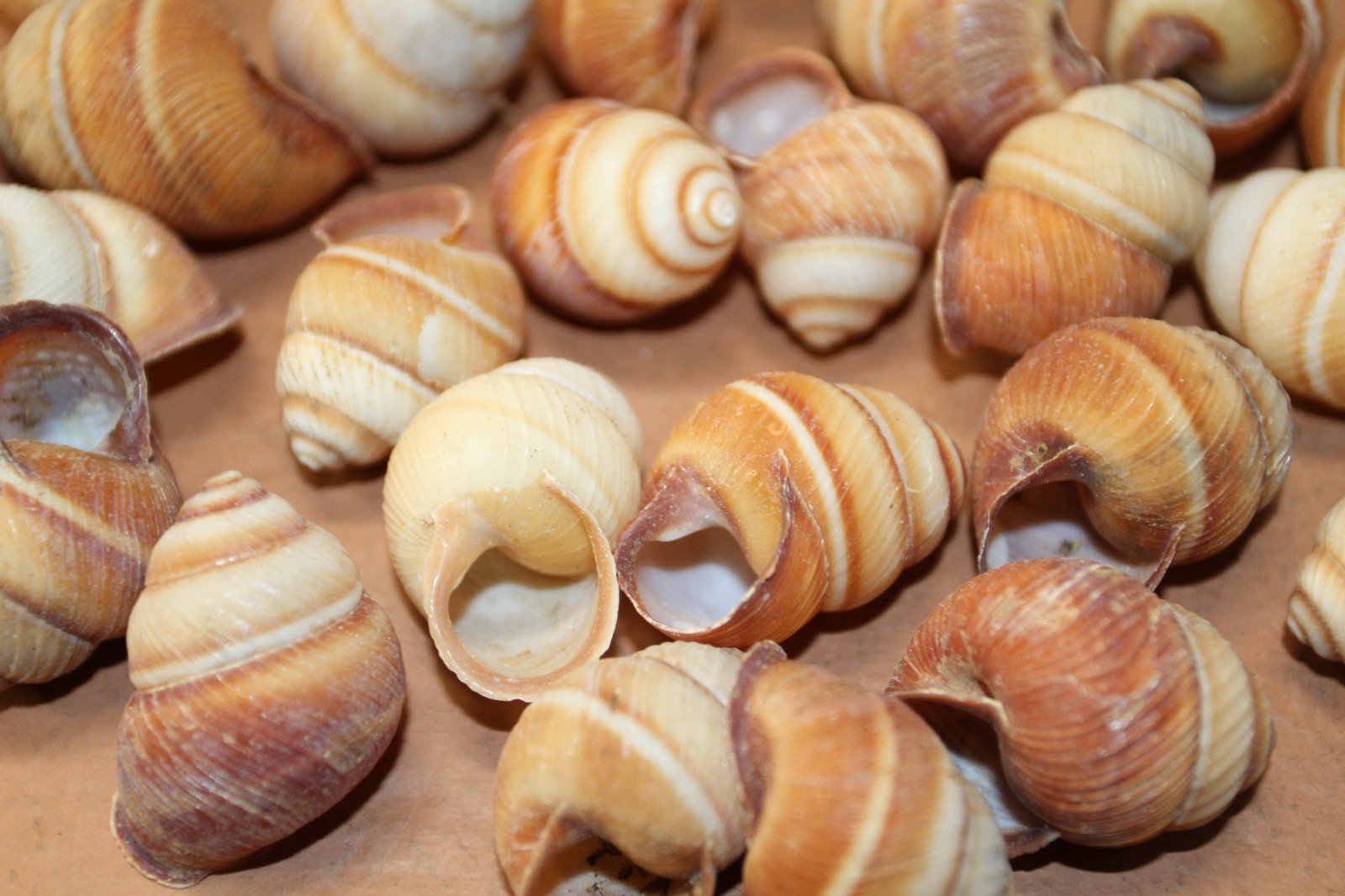BROWN LAND SNAILS,Craft Supply,Mosaic projects, Beach Decor,Beach Art,SS-588