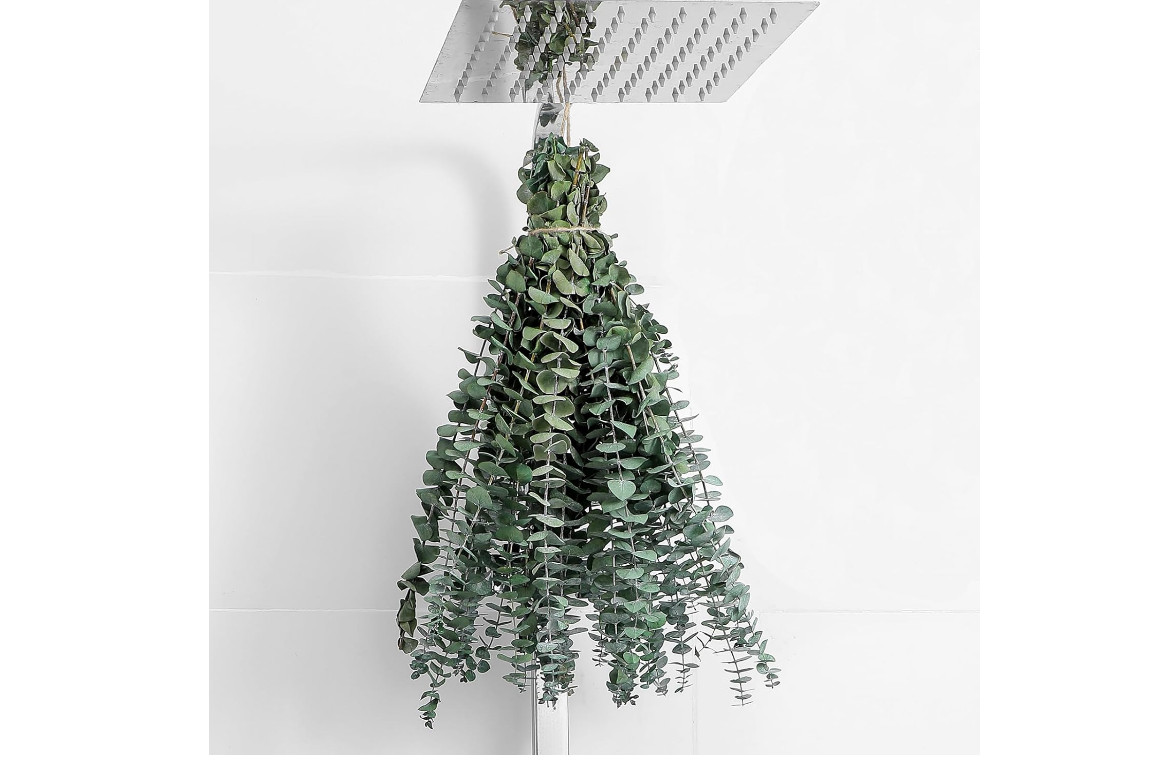 10 Pcs Dried Eucalyptus Stems 17″, Real Eucalyptus, 100% Fresh Leaves, Perfect