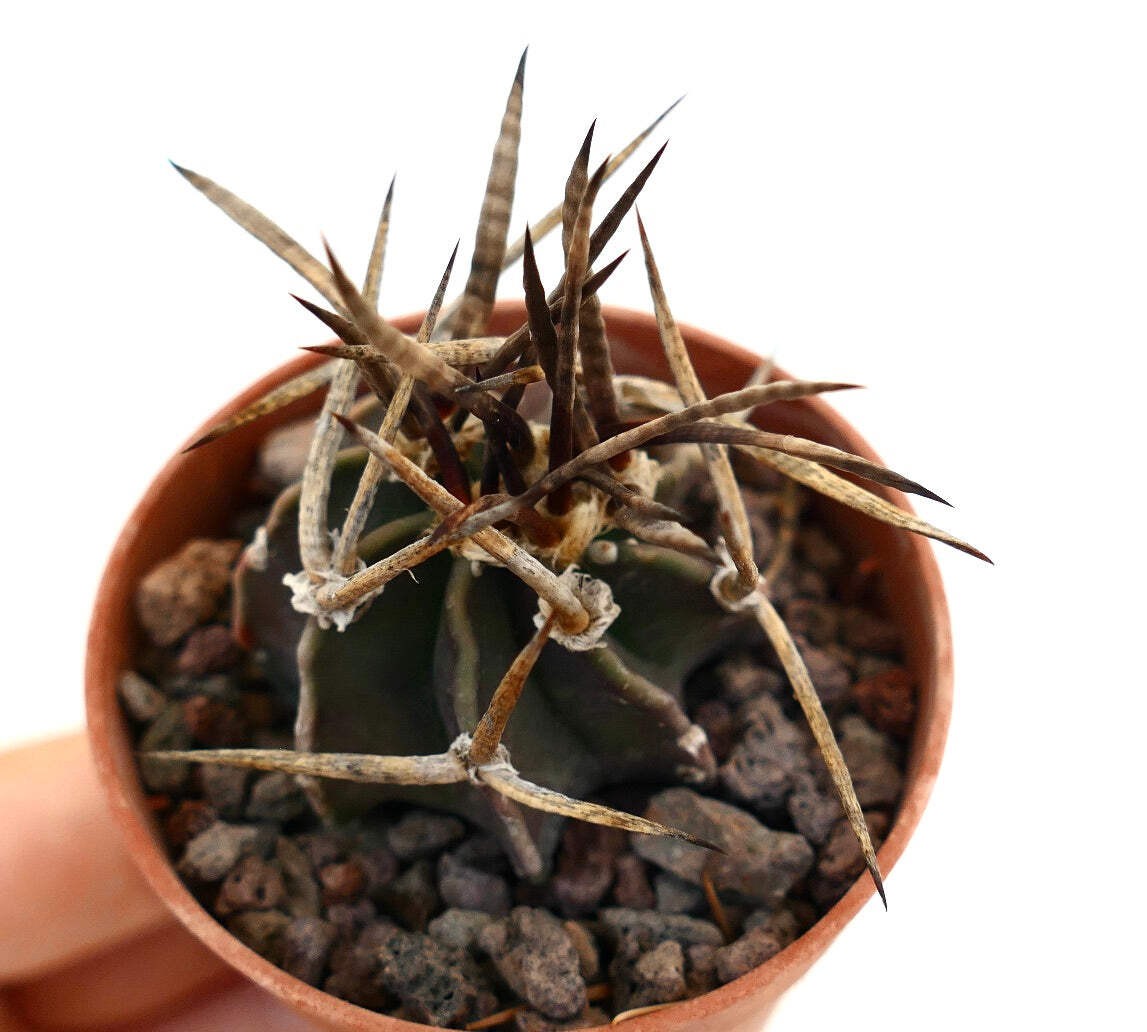 Astrophytum capricorne cv BUFFALO SELECTED – Goat’s horn cactus | Star cactus