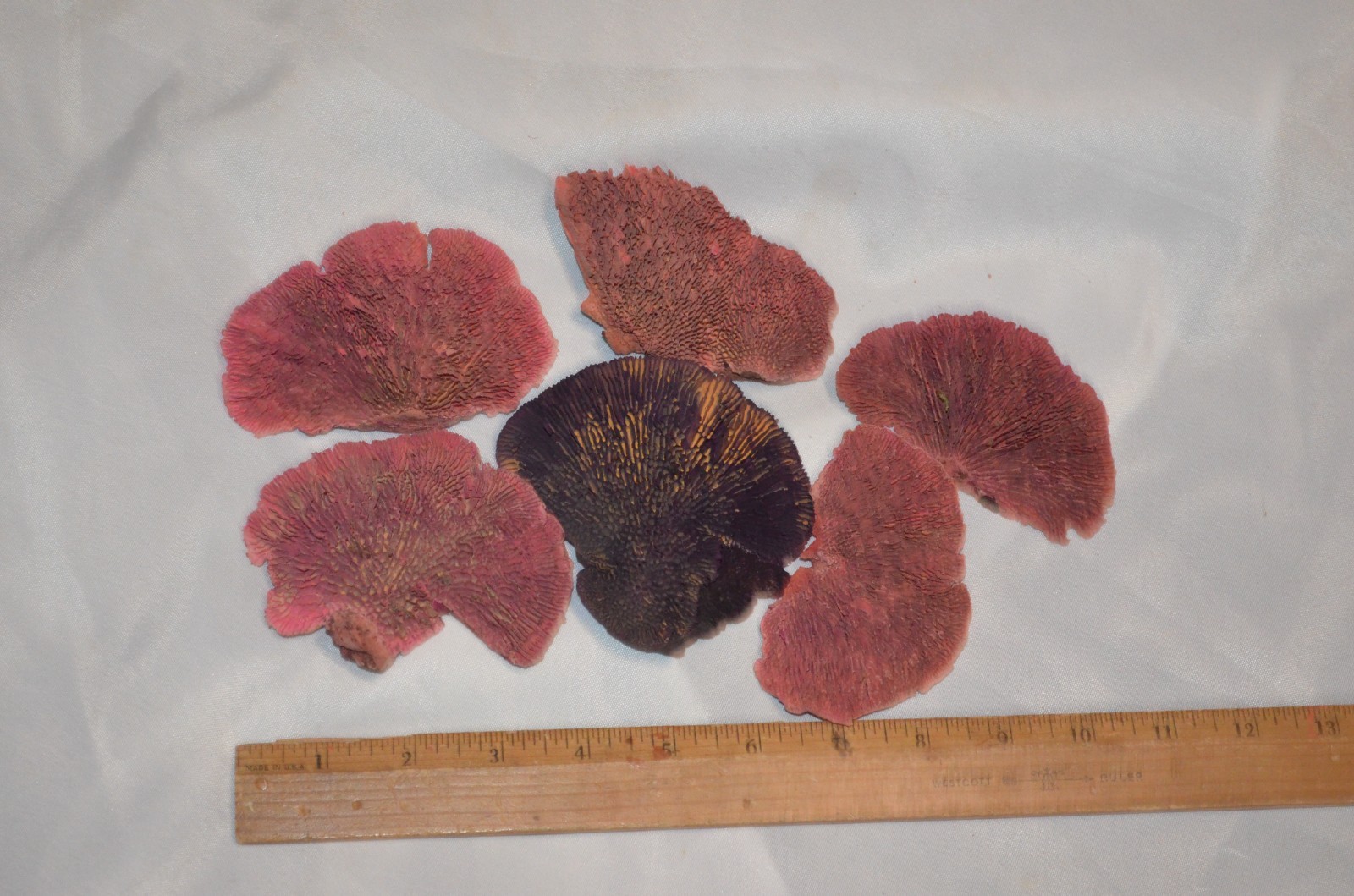 Floral Arrangement Crafts Lot of 6 Real Preserved Mushroom Pieces
