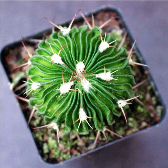 Stenocactus Multicostatus Brain Cactus Live Plant With Flower Pot