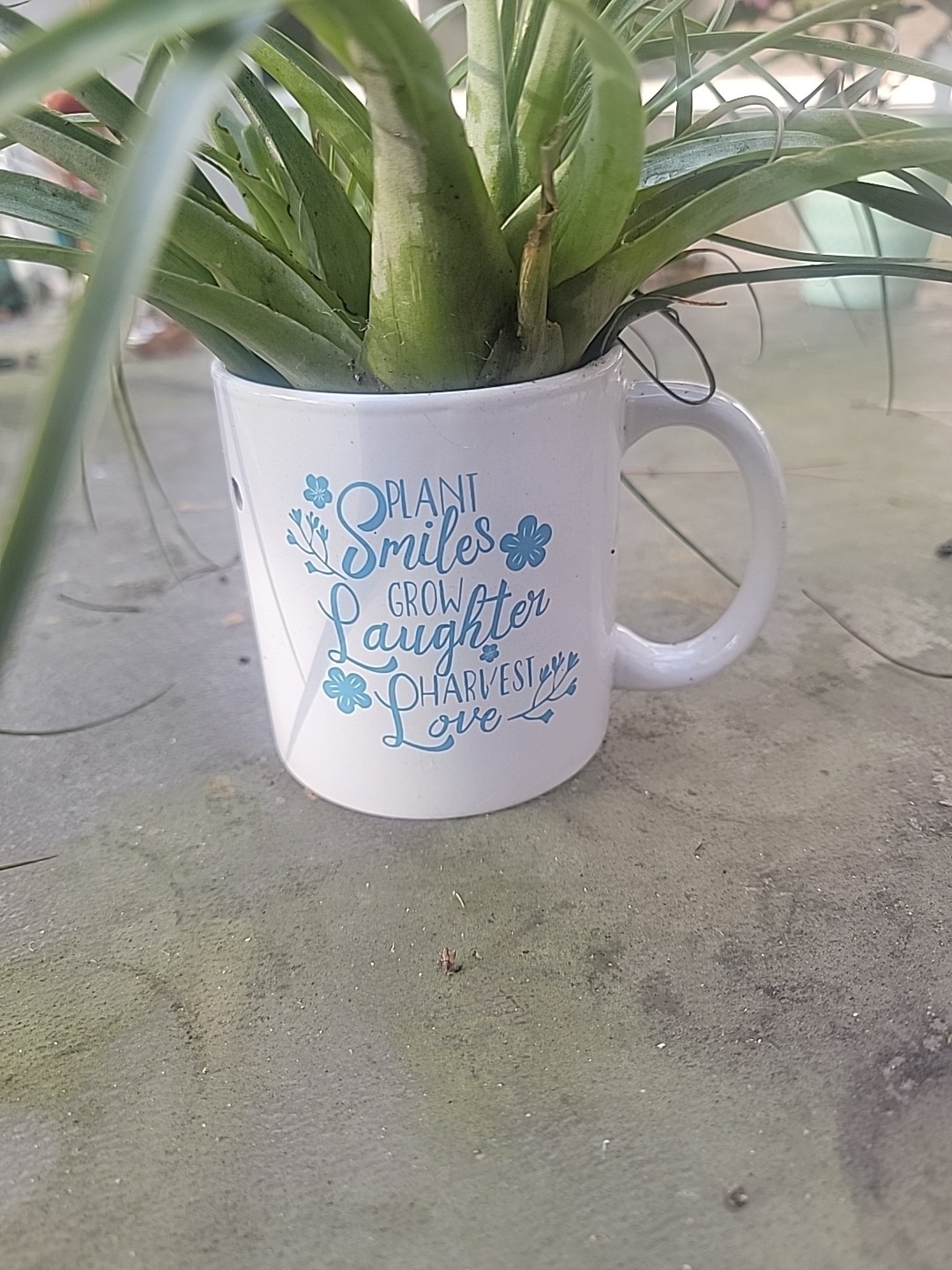 Tillandsia gardneri Homemade garden decor outdoor indoor air plants hangable