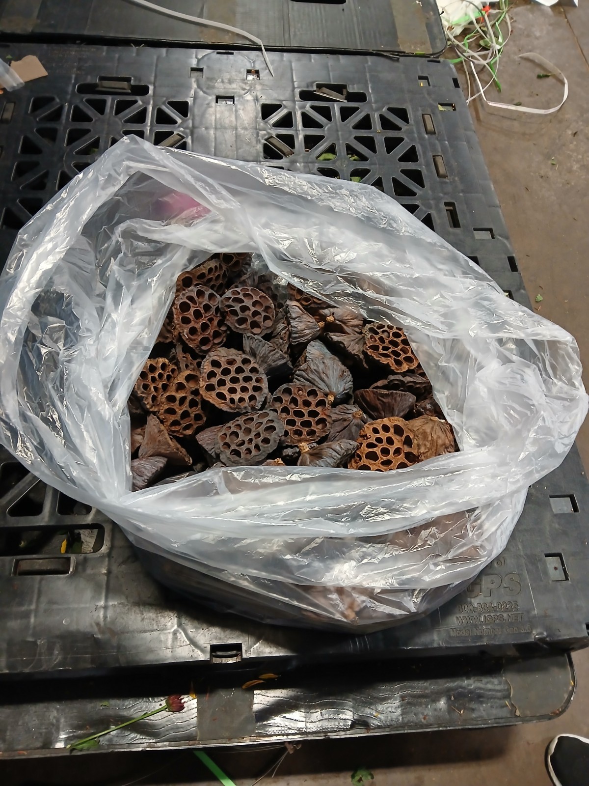 LOTUS PODS Dried Lot-of-15 2.5-3.5″ for Floral and Crafting Wreath projects