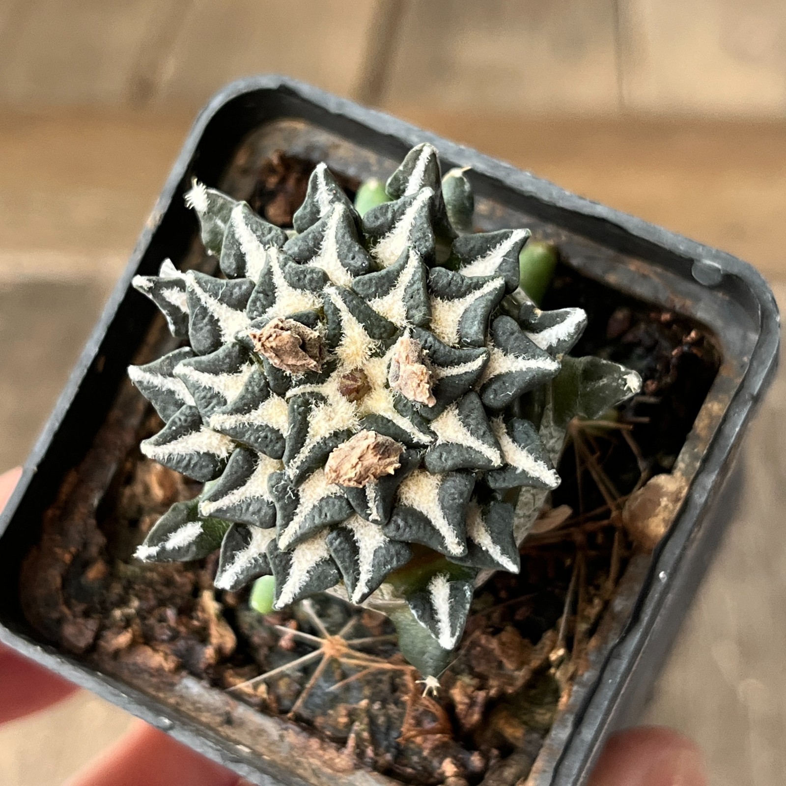 A33-352 Cactus kotschoubeyanus, VM526, S. Lucio Blanco, Coah, grafted