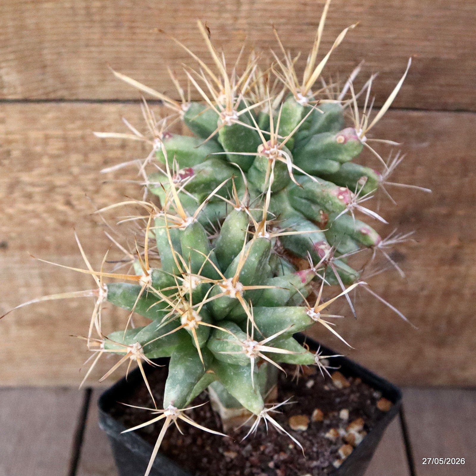 D1692 FEROBERGIA FUKURYU GRAFT pot12-H19-W21 cm MaMa