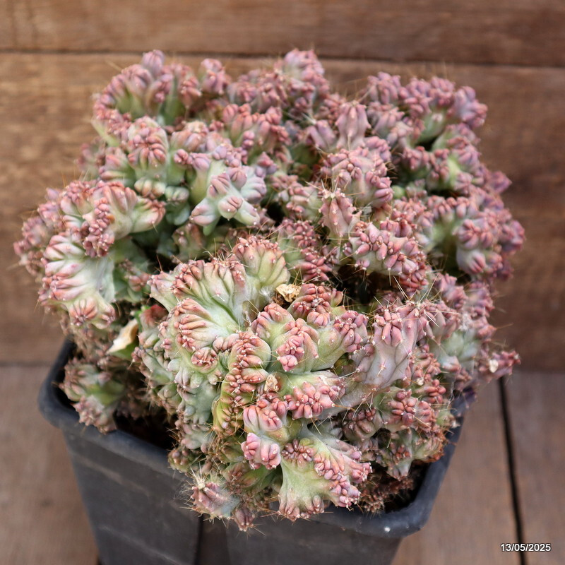 D4091 MYRTILLOCACTUS GEOMETRIZANS STRICTUS pot15-H16-W27 cm MaMa Cactus