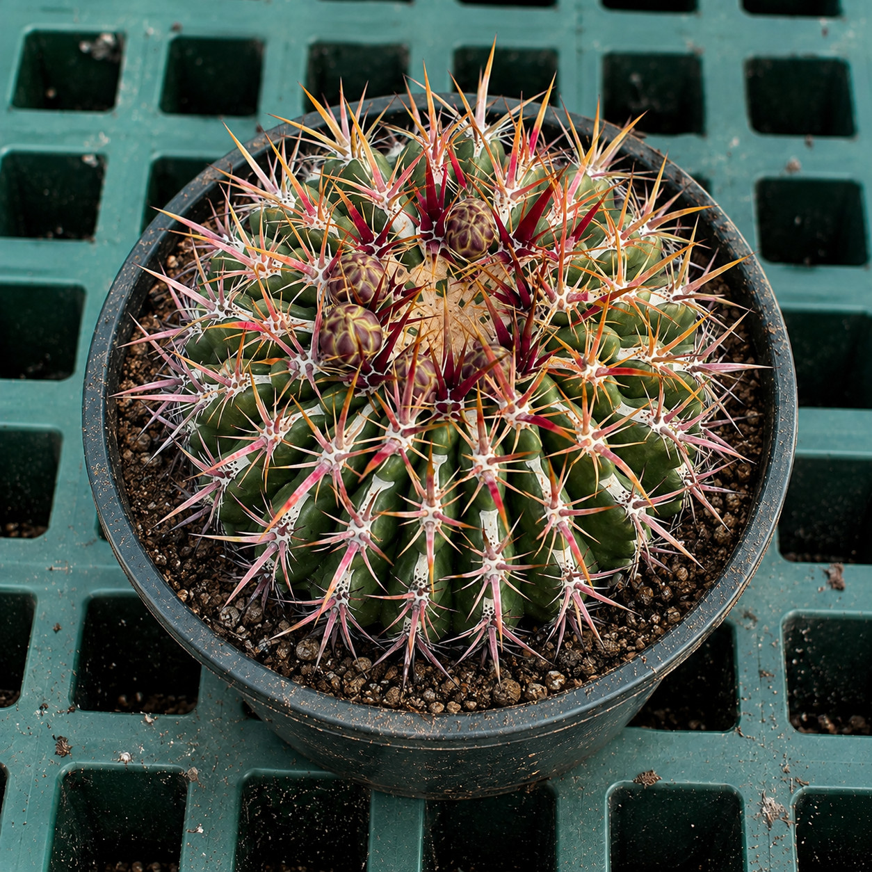 Ferocactus viridescens var. viridescens SEEDS – Rare Cactus SEEDS