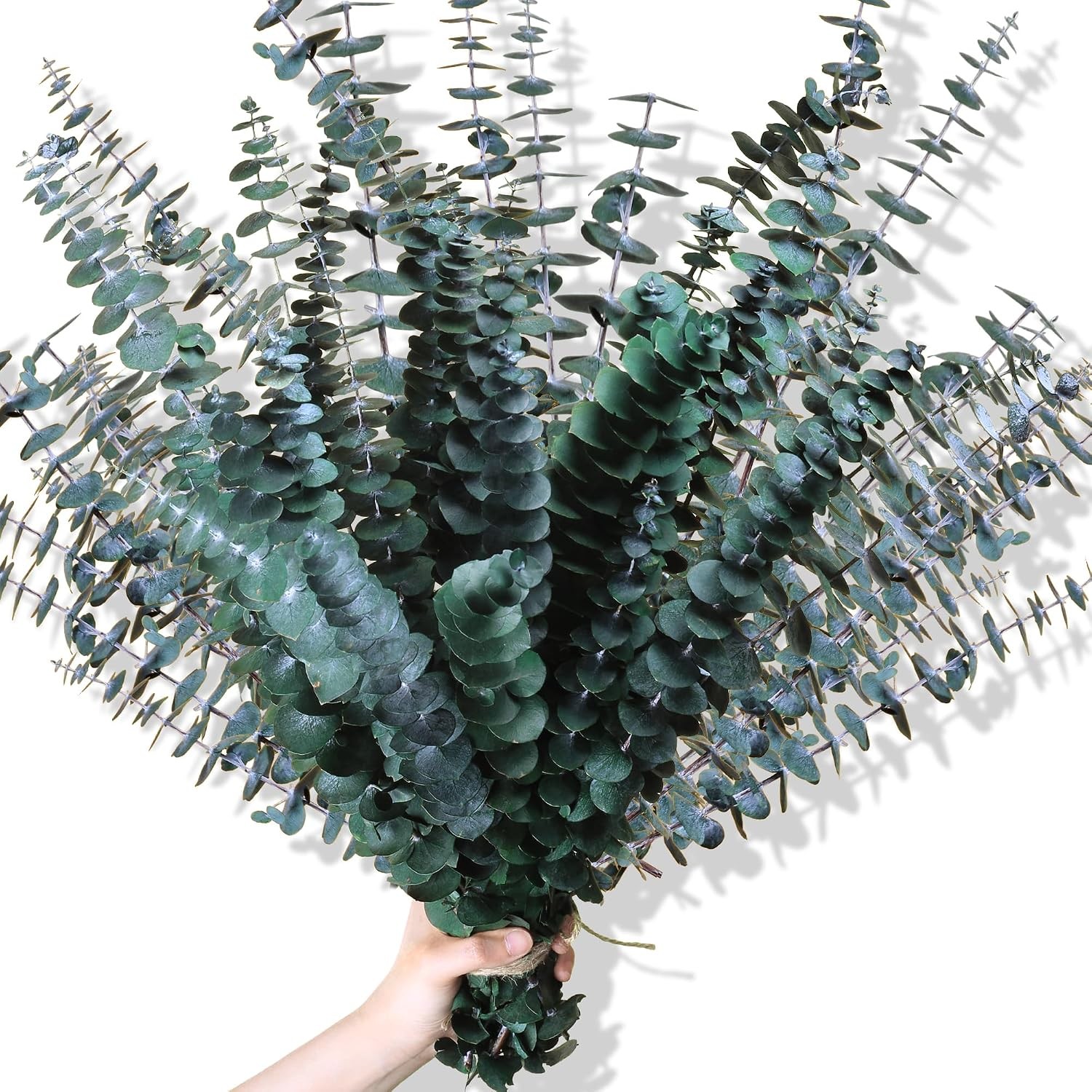 30Pcs Dried Eucalyptus Stems, 17″ Real Preserved Eucalyptus Plant for Shower, Fr