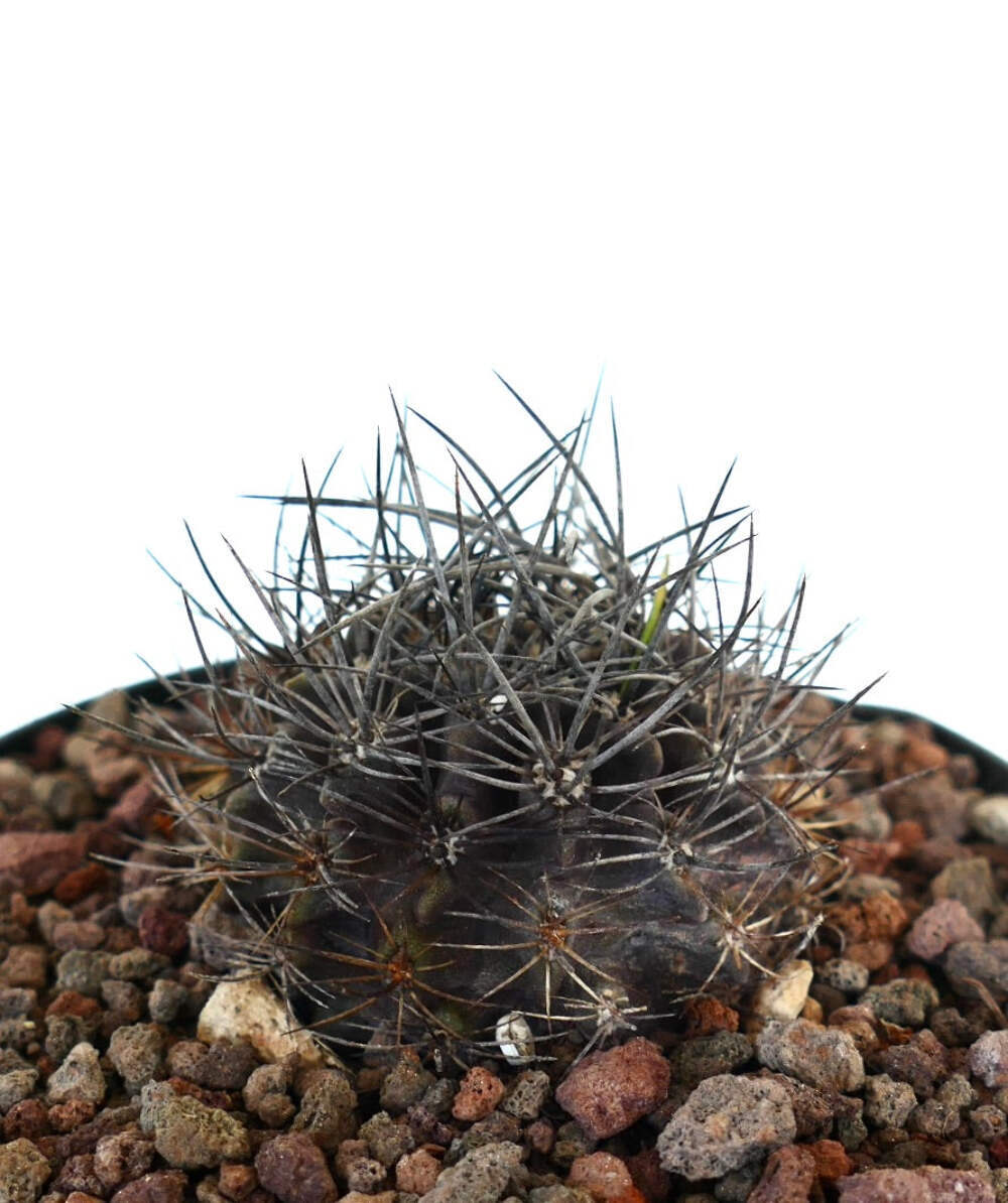 Neoporteria confinis VERY SPINY – Chilean cactus | Neoporteria
