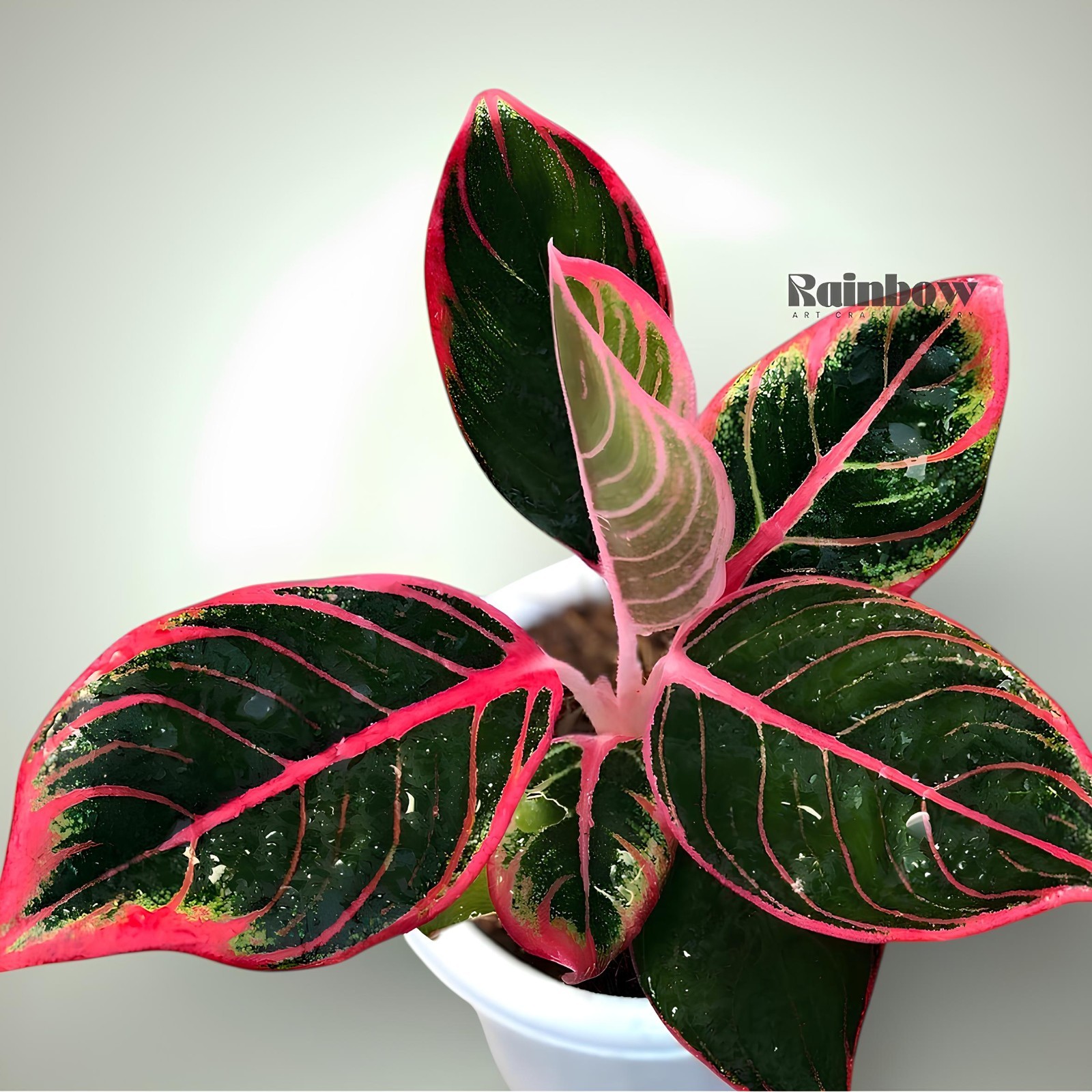 Aglaonema Khanza Beatiful Ornamental Plant