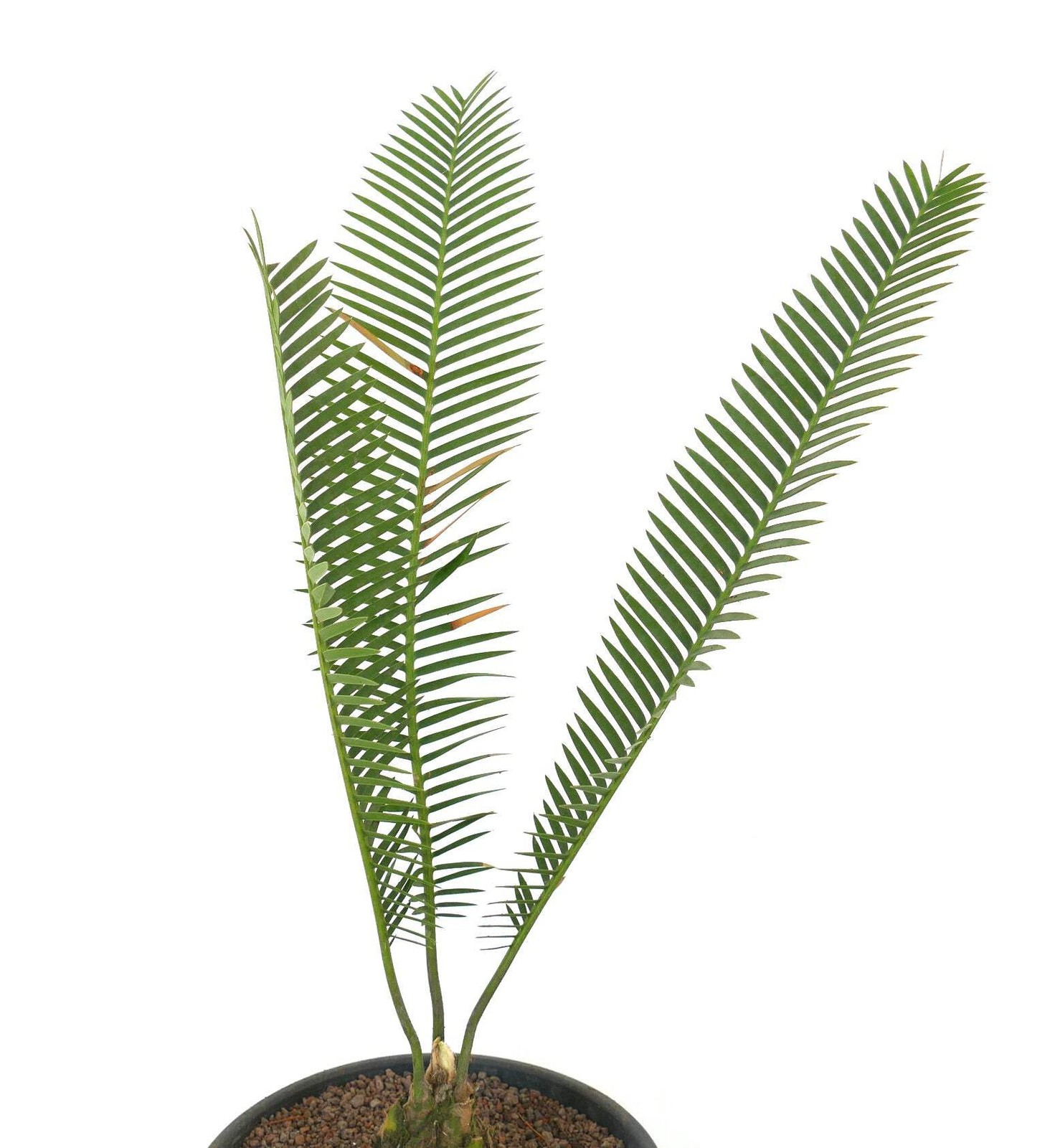 Dioon angustifolium 9x7cm Caudex – Narrow-leaved Dioon | Mexican Cycad