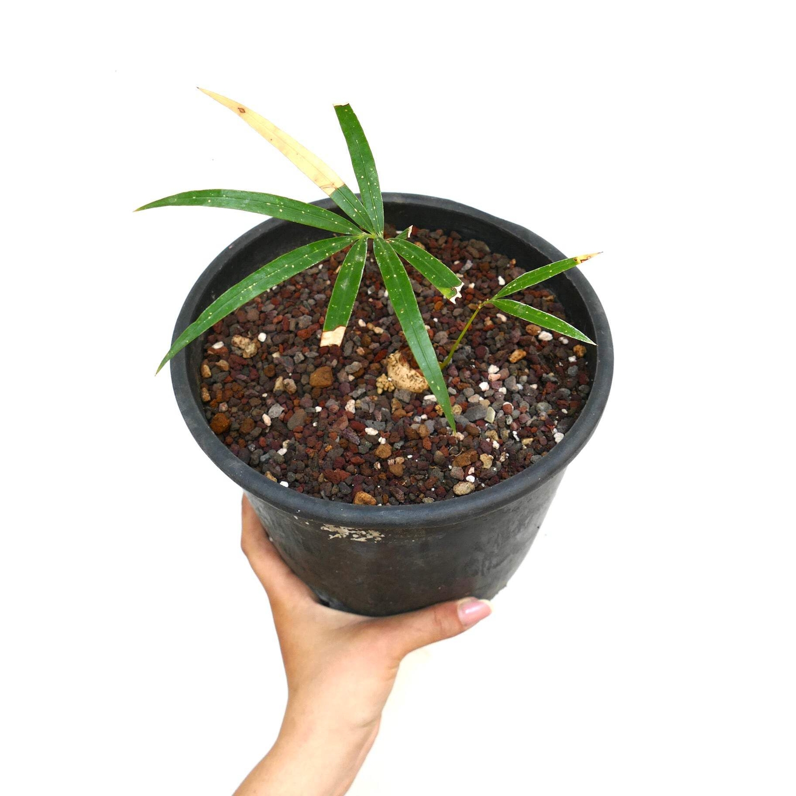 Cycas chevalieri ‘Dak Rong, Vietnam’ A9 SELECTED – Chevalier’s cycad | Vietnames