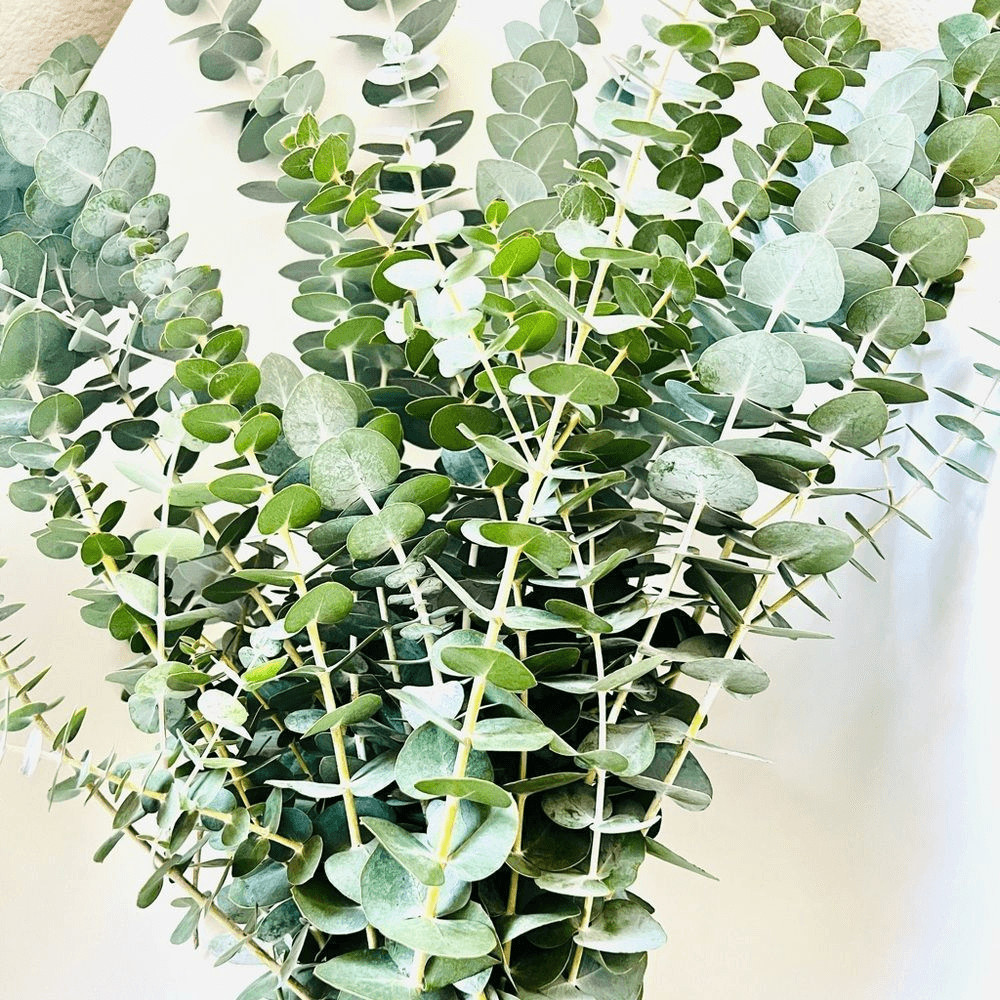 Bunch of Fresh Live True Blue Eucalyptus (approx 30 stems)