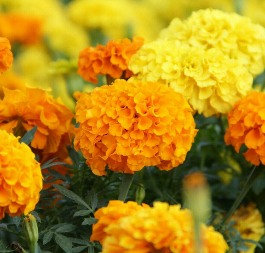 MARIGOLD – SIERRA MIX – Tagetes Erecta – 100 SEEDS – DROUGHT TOLERANT