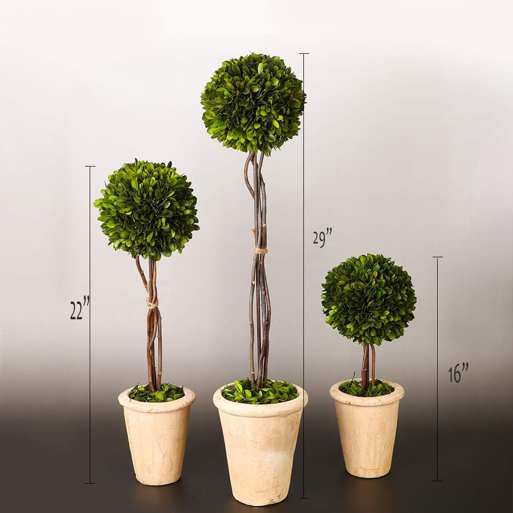 Real Preserved Yellow Evergreen Potted Tree Globe Tree Basin Territory Flower Po