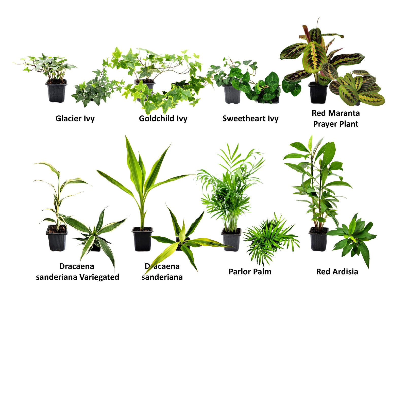 10PK 3”-Pot Live Plant Collection, No Duplicates for up to Two Packs (20 Plants)