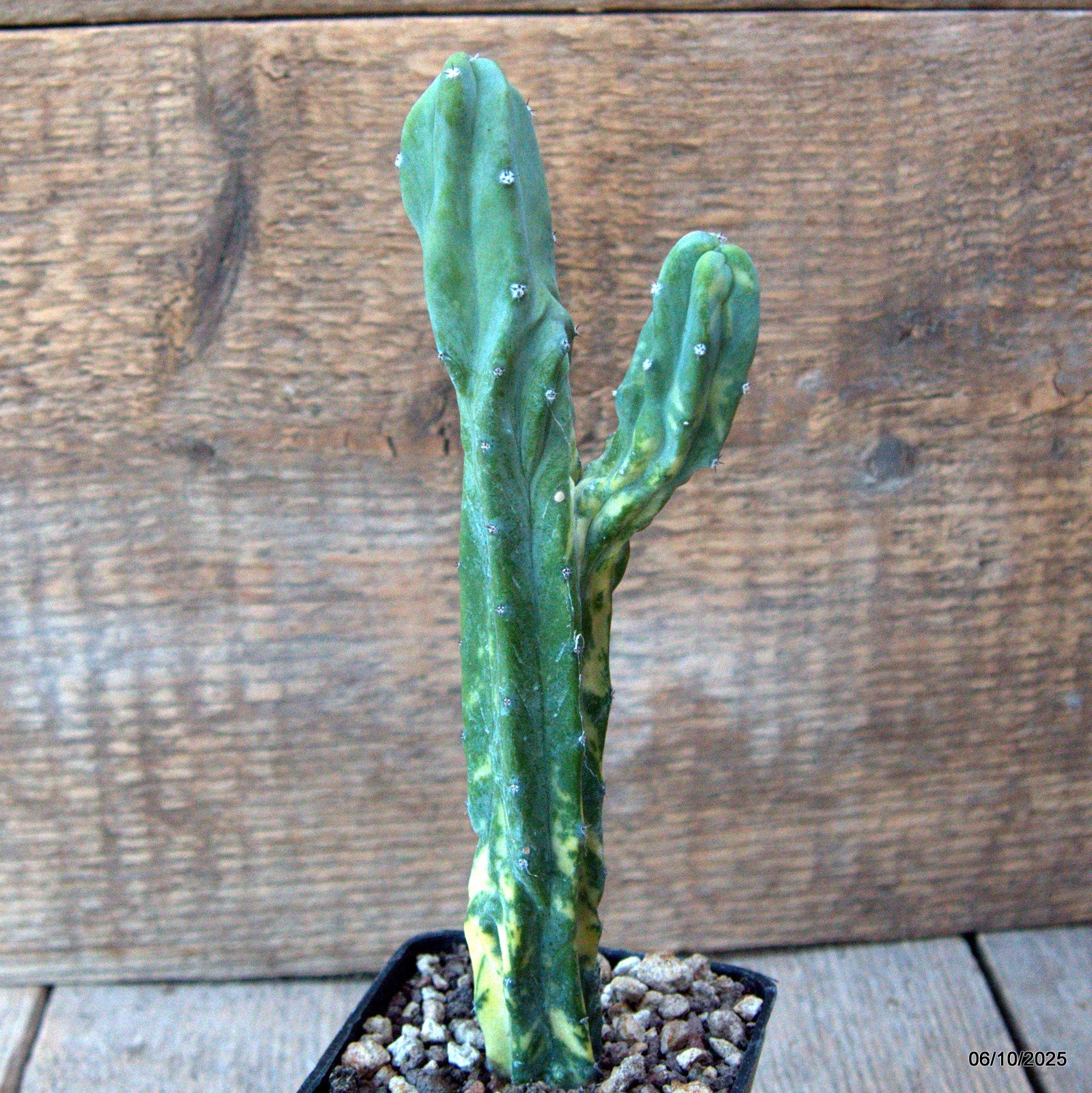 D6900 MYRTILLOCACTUS GEOMETRIZANS VARIEGATED pot7-H19-W5,5 cm MaMa Cactus