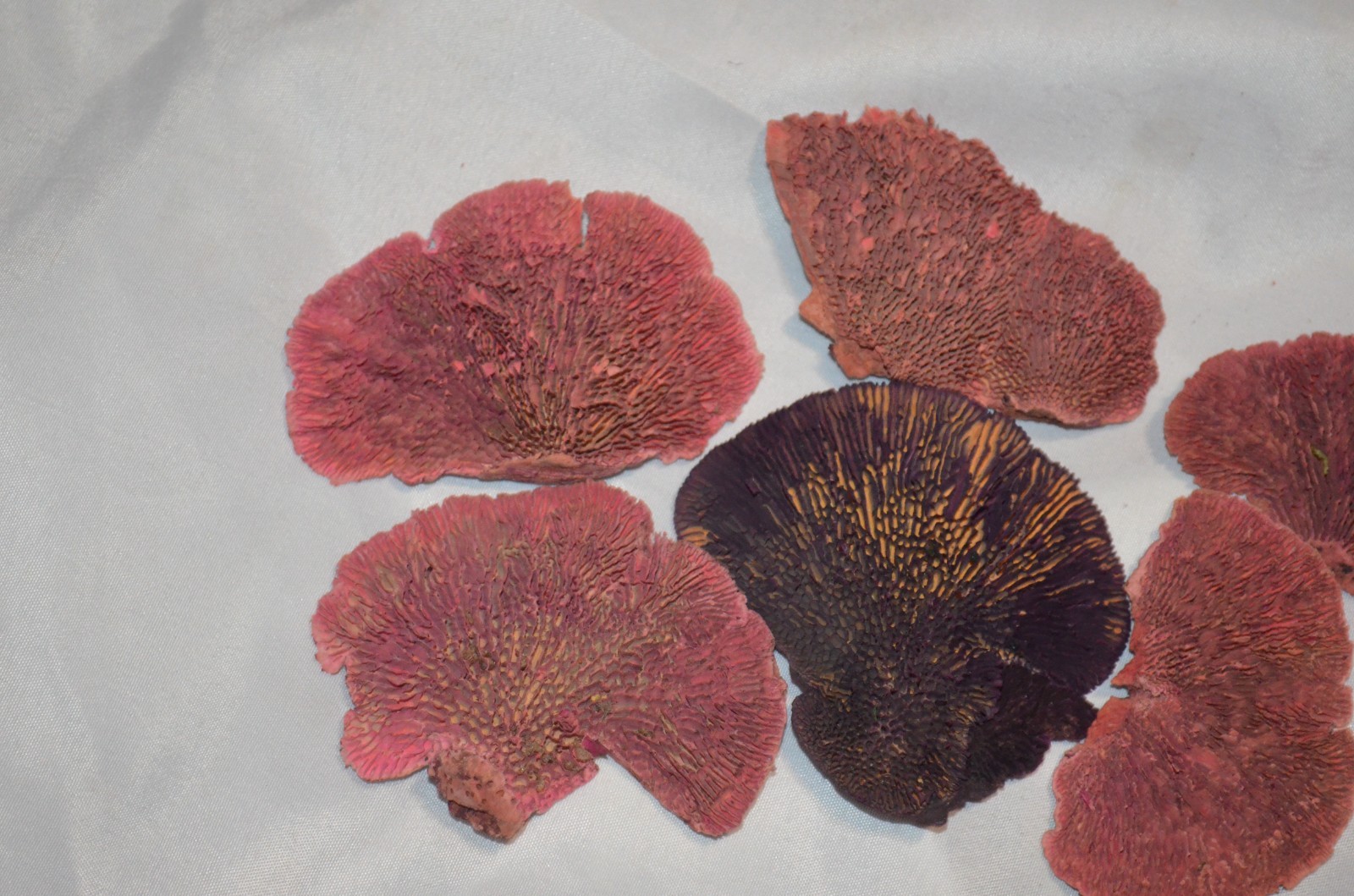 Floral Arrangement Crafts Lot of 6 Real Preserved Mushroom Pieces