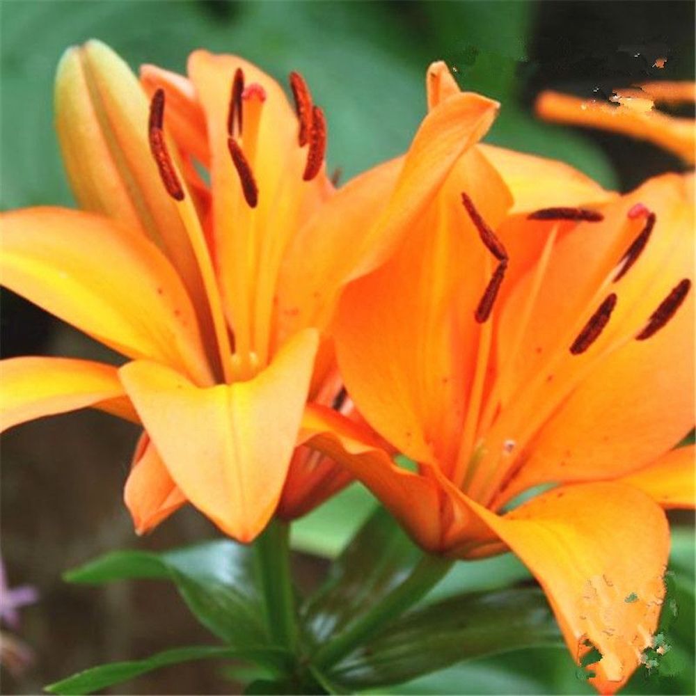 (10) LILY SEEDS rare exotic flower bloom home blossom garden USA SELLER W/TRACK