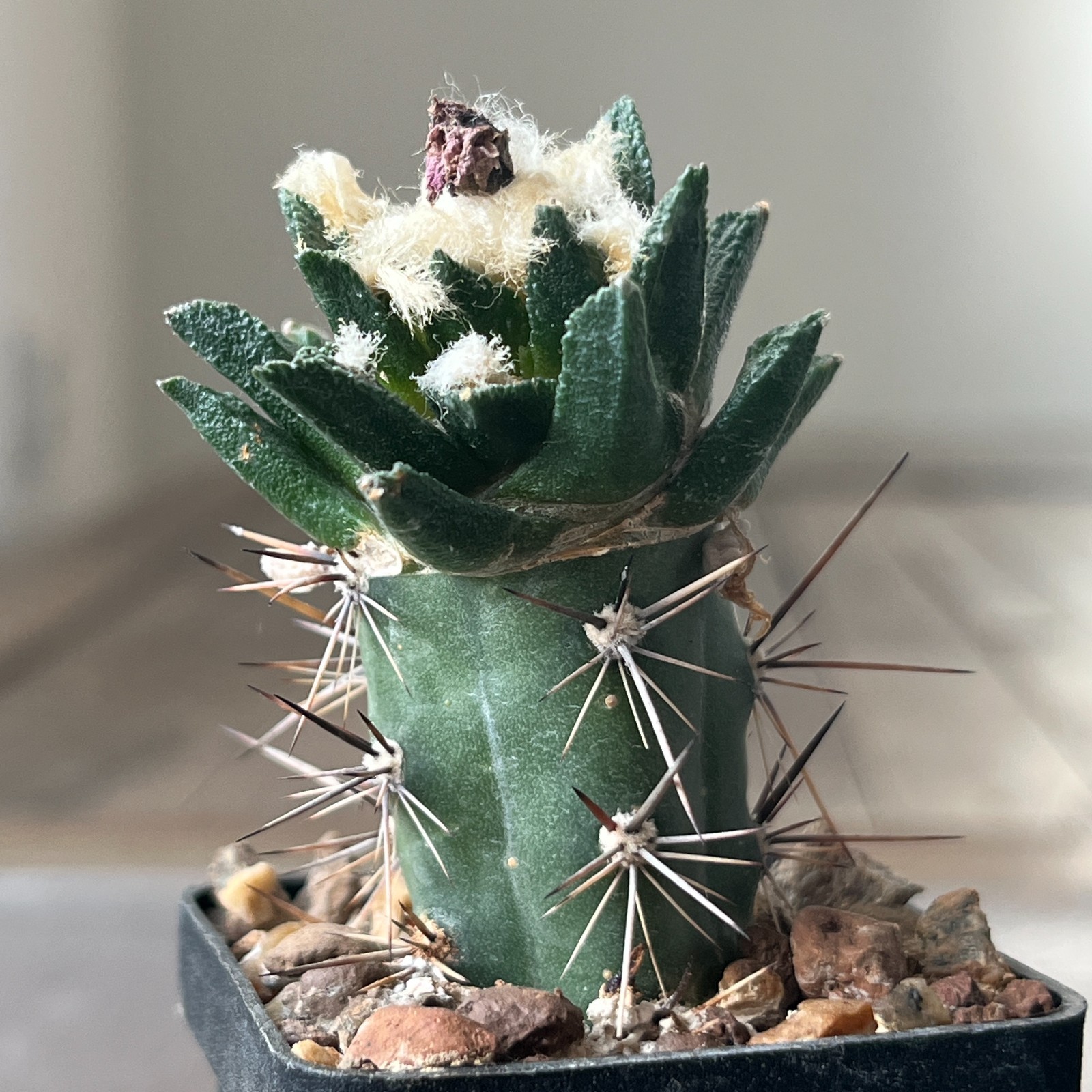 A8-696 Cactus bravoanus VM288, El Nunes, 4 pieces (Grafted)