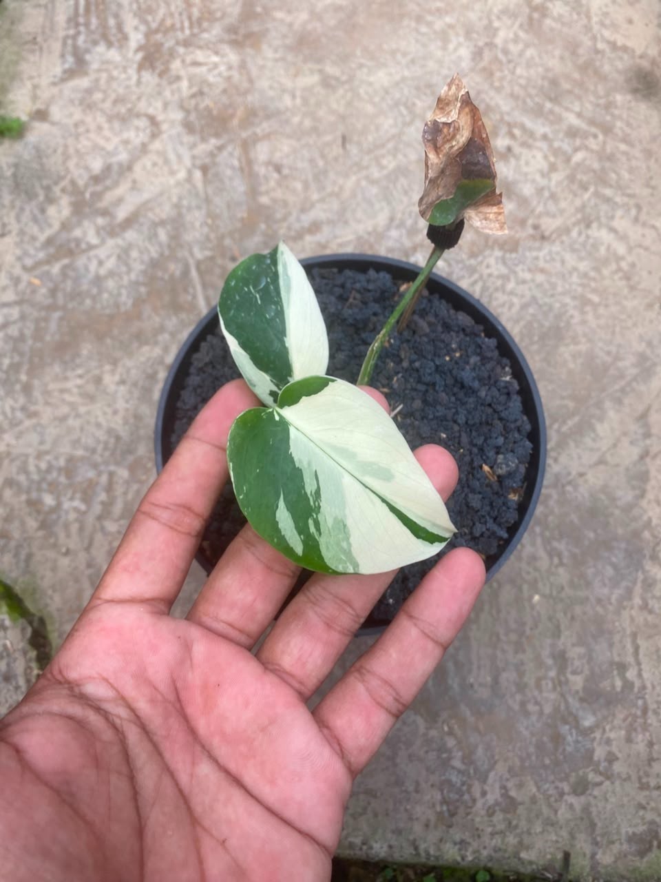 Monstera Jungle Mint 1, Rare Variegated Monstera, Real Picture, Aroid Houseplant