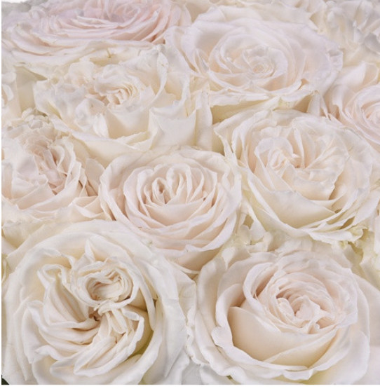Playa Blanca Roses 100 stems – Premium Quality Fresh Bulk Flowers