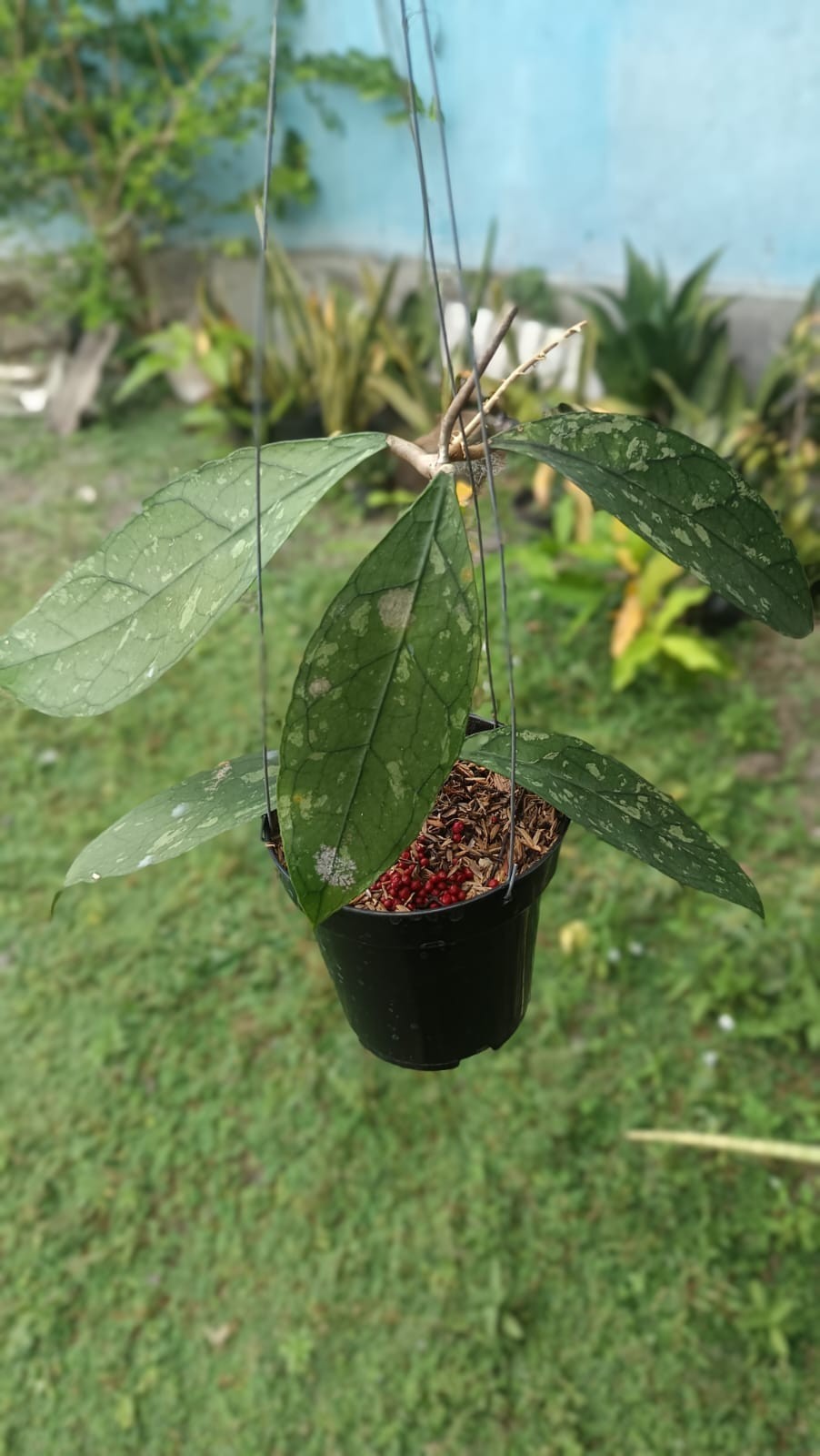 Real Picture Hoya Clemensiorum Splash Sp Borneo Rare Wax Plant