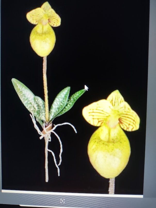 Mini Artificial Paphiopedilum Lady Slipper Orchid YELLOW
