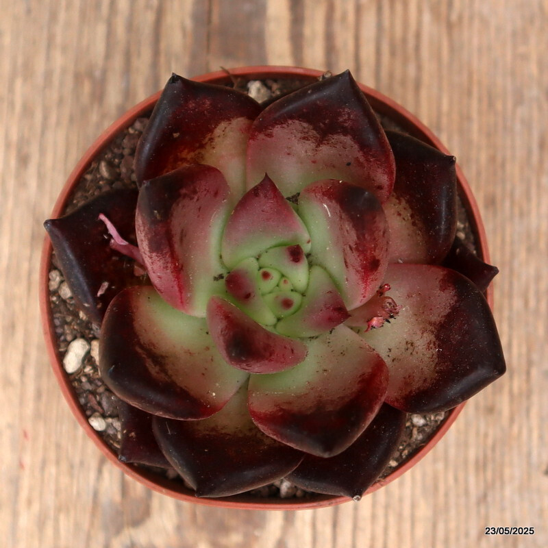 D4331 ECHEVERIA AGAVOIDES “ROMEO” pot8,5-H7-W8 cm MaMa Cactus